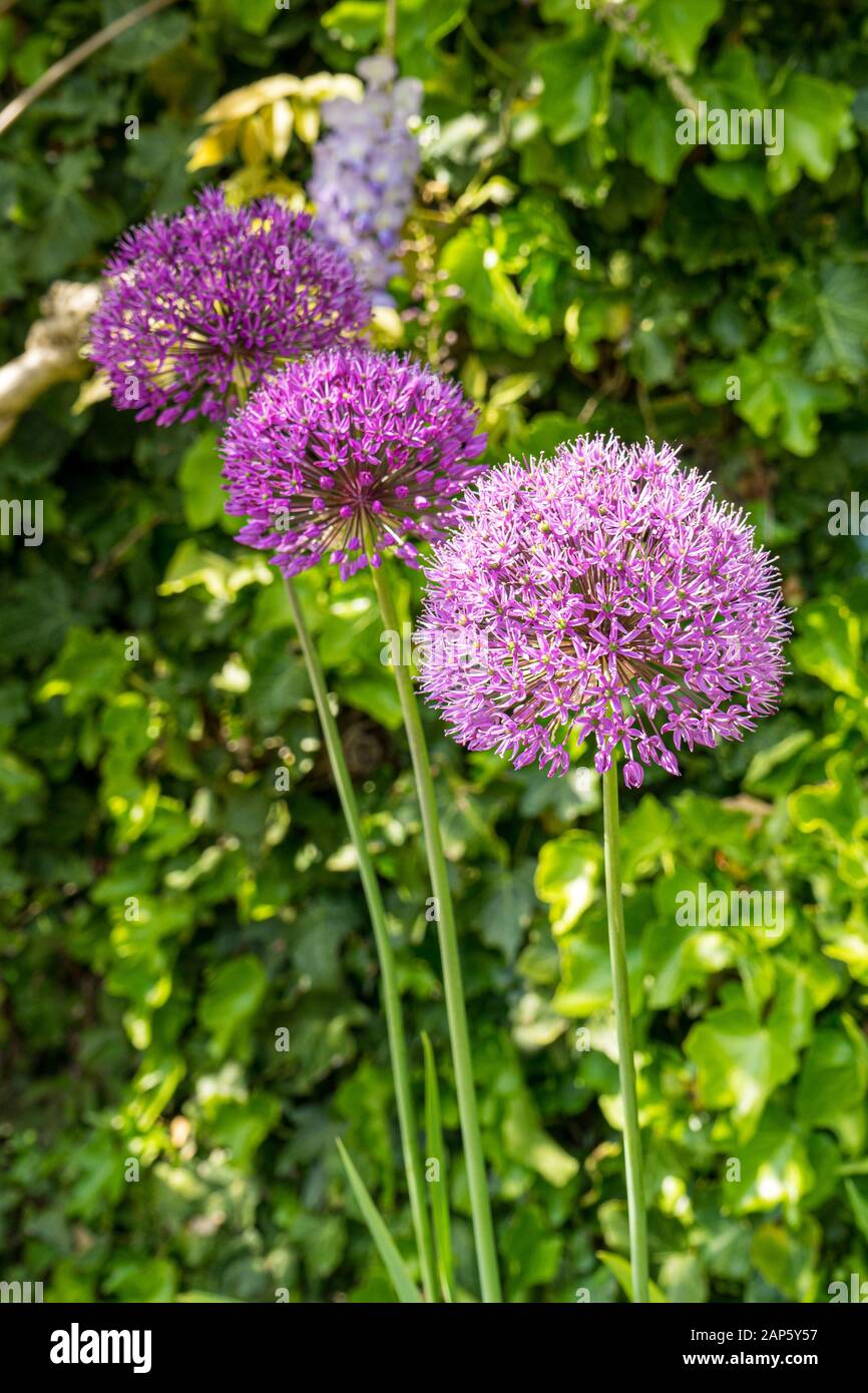 A trio of Allium Purple Sensation flowers set against a green foliage background on sunny day Stock Photo