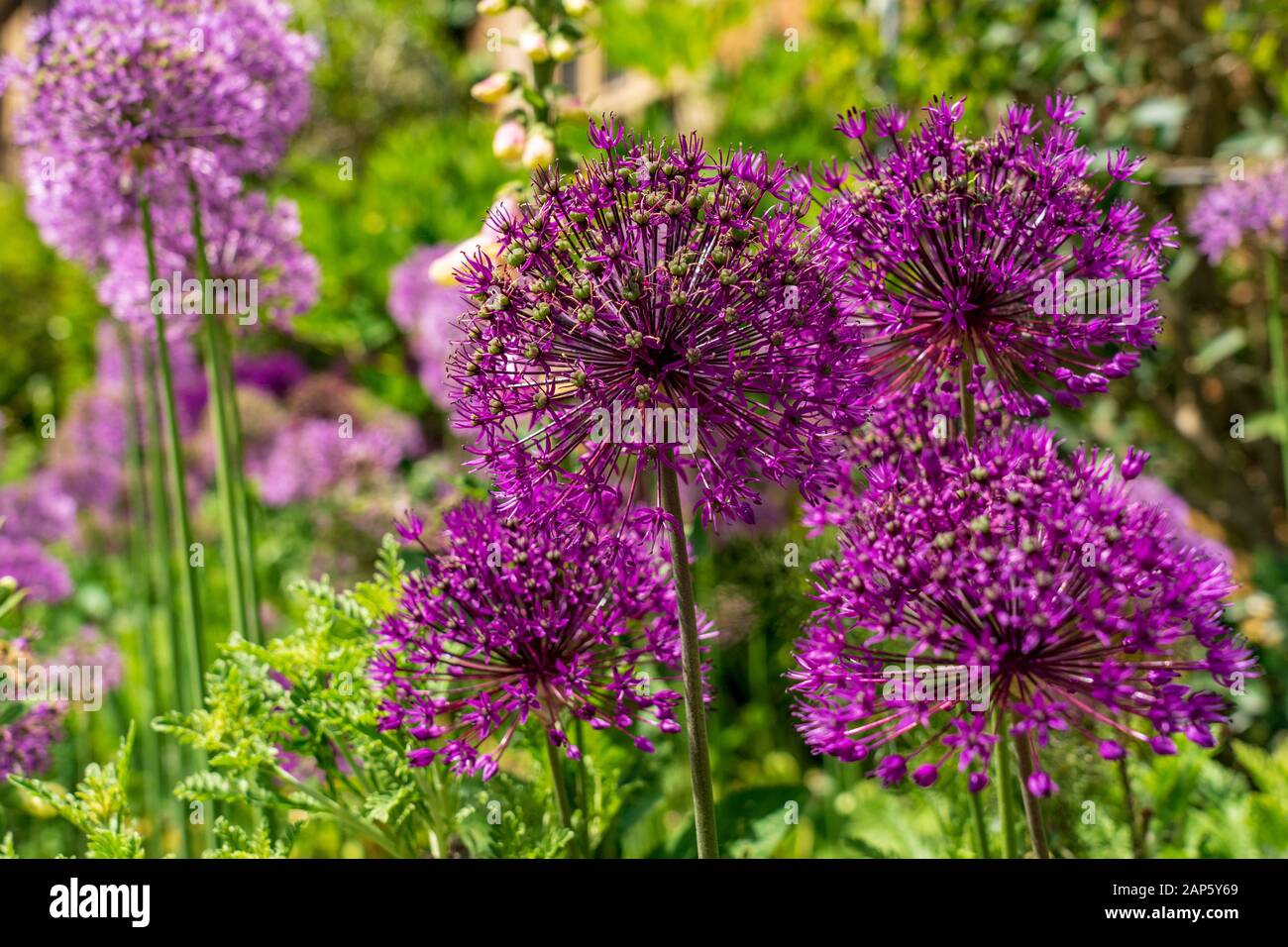 Allium hollandicum Purple Sensation flower heads in various shades of purple, flowering in a border with out of focus background Stock Photo