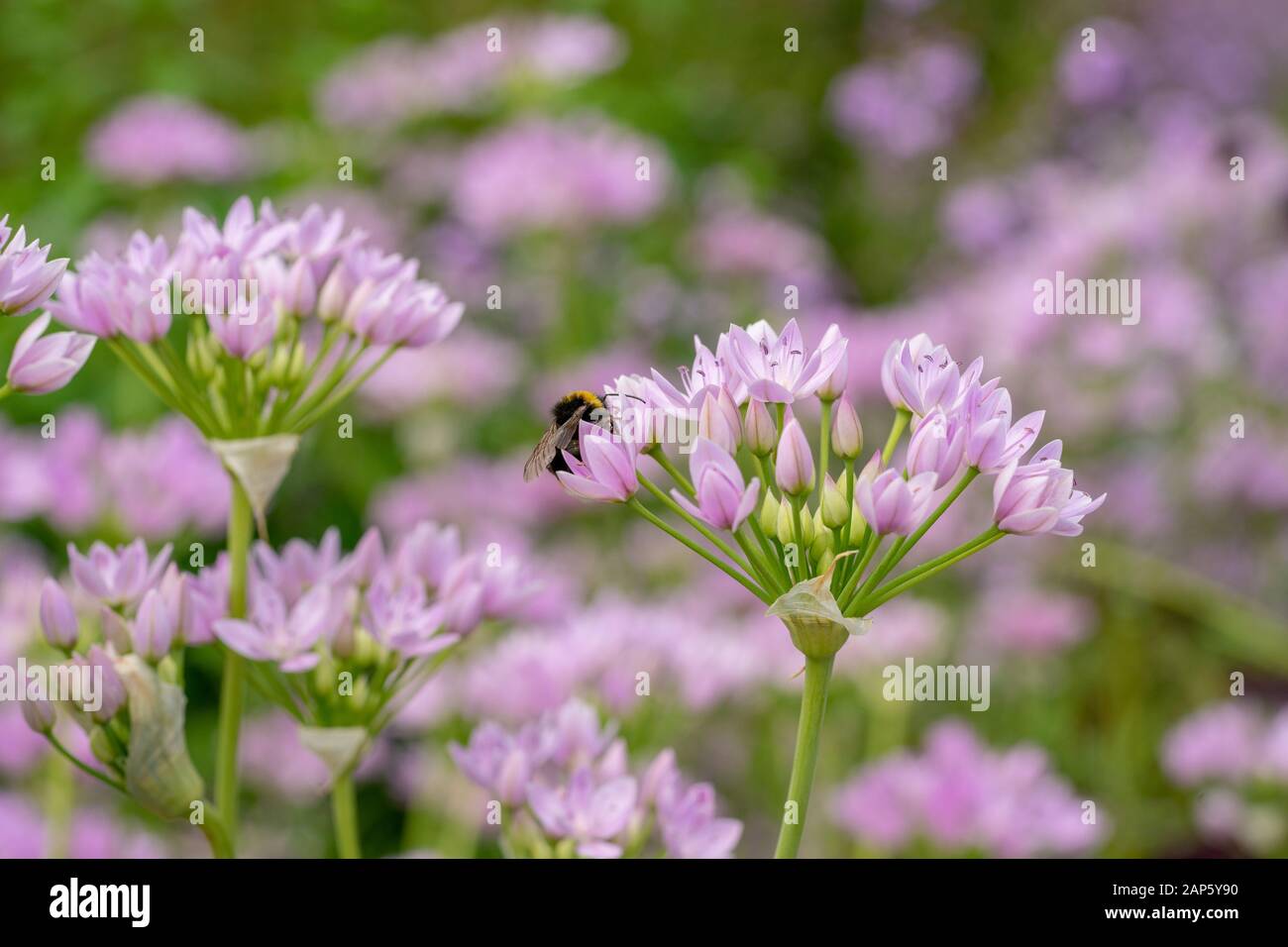 Close up of Allium unifolium 'Eros'  flower head, with bee feeding, with other pink alliums in background Stock Photo