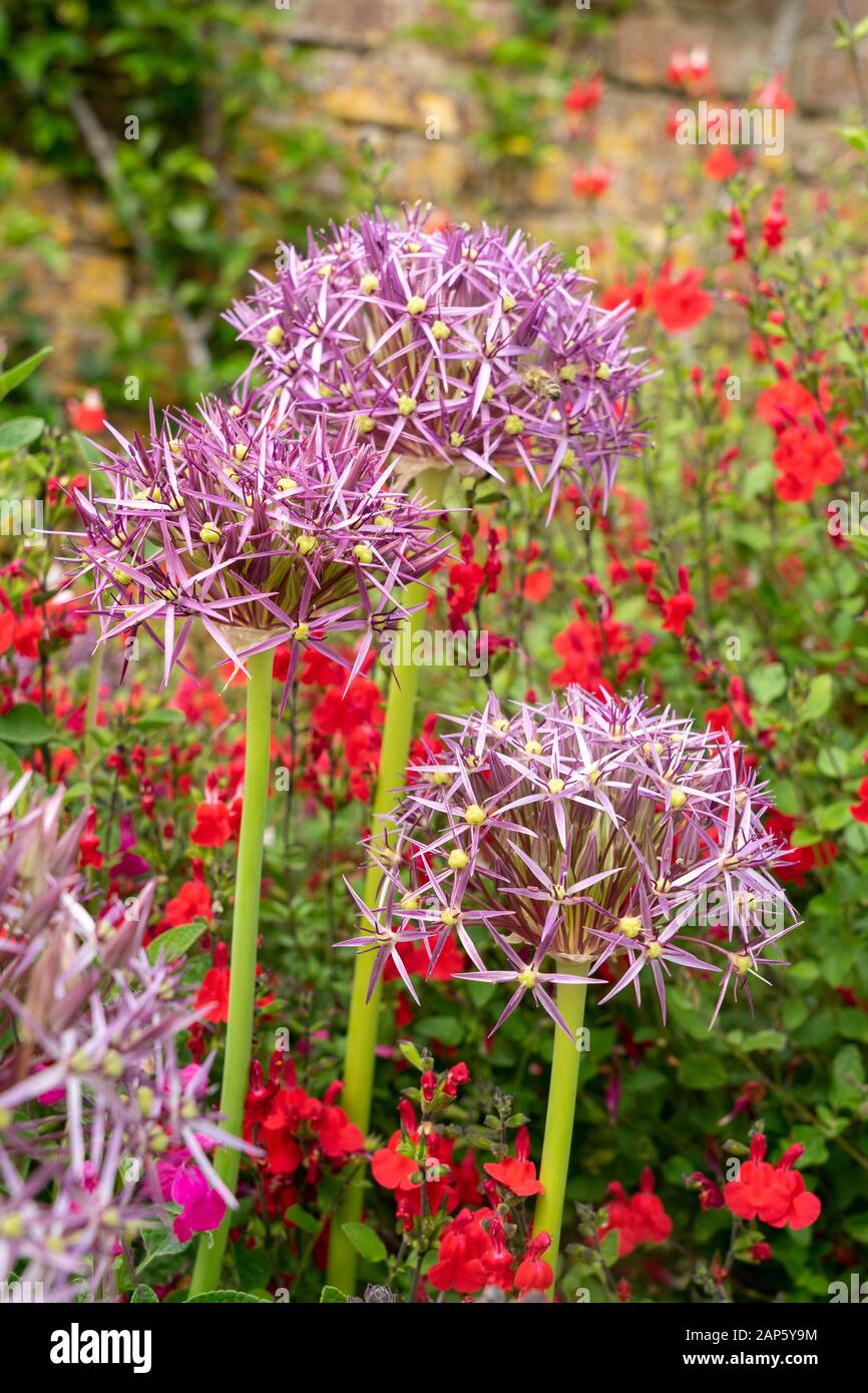 Beautiful planting combination of Allium cristophii rising above a sea of red salvias in flower border Stock Photo