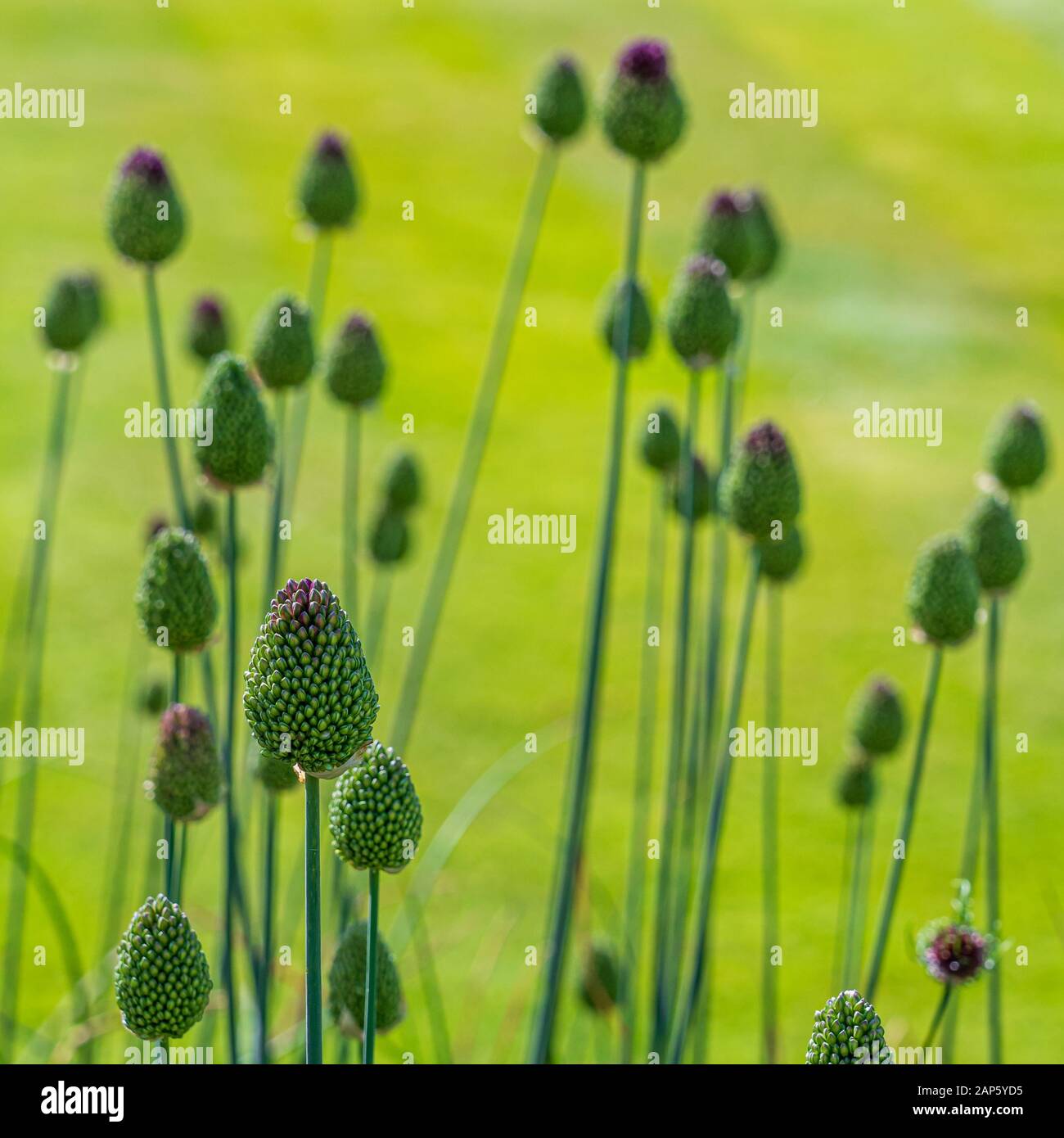 Masses of Drumstick allium buds, Allium sphaerocephalon, just beginning to show their purple colour, set against green grass Stock Photo