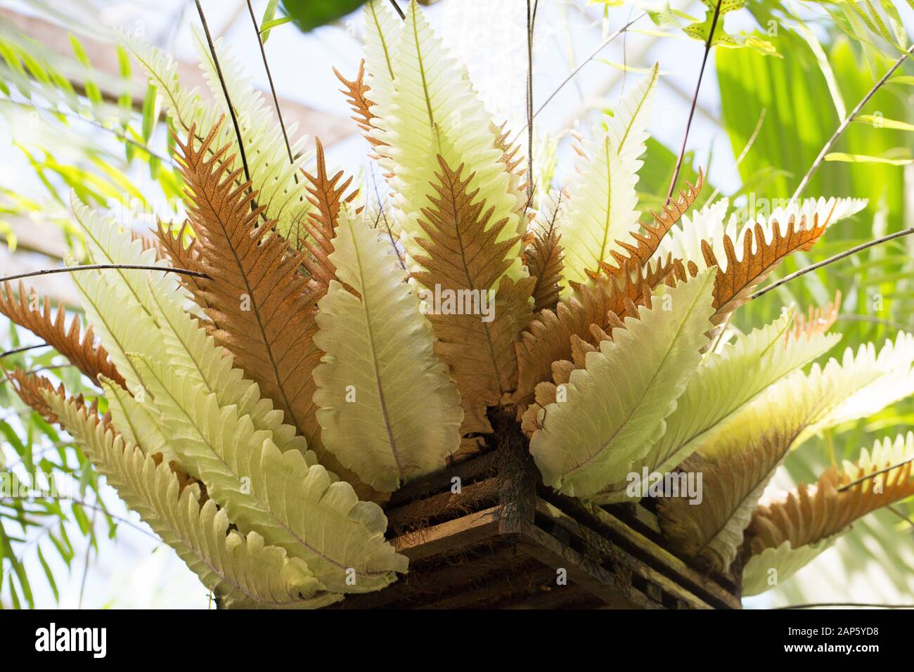 Drynaria rigidula fern in a hanging basket. Stock Photo