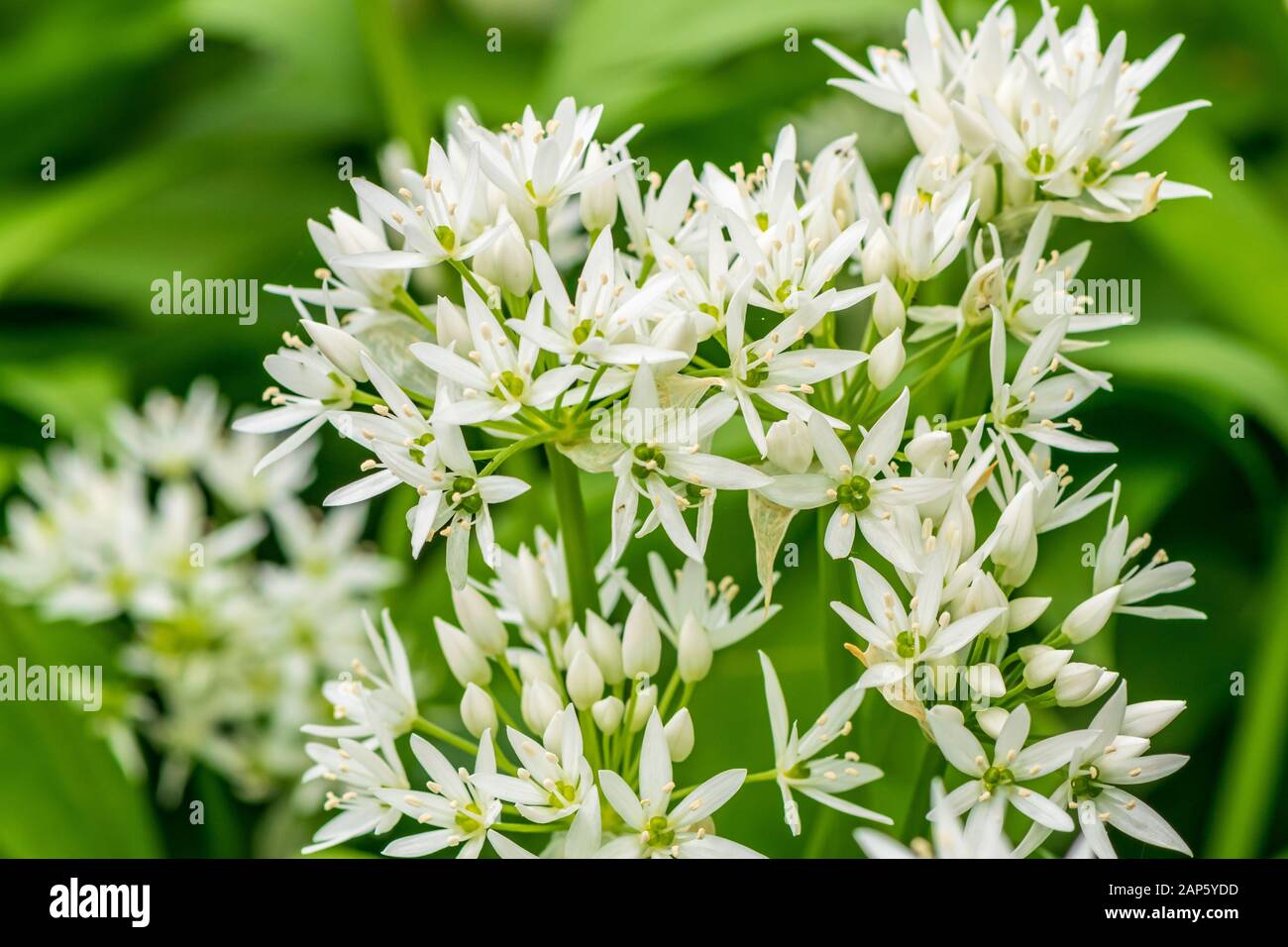 Close up of starry white florets on the umbels of Allium ursinum, wild garlic growing in woodland Stock Photo