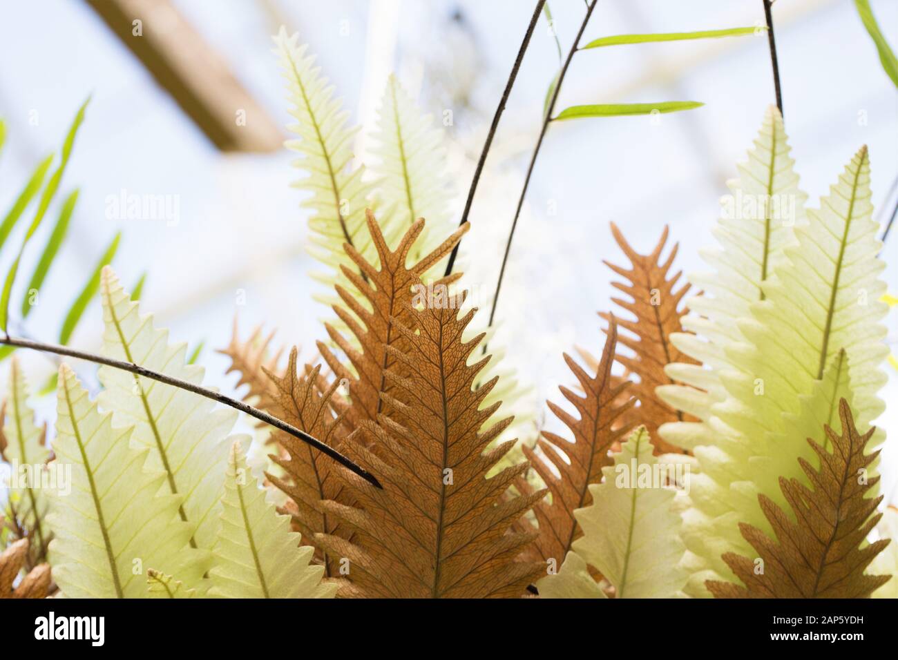 Drynaria rigidula fern in a hanging basket. Stock Photo
