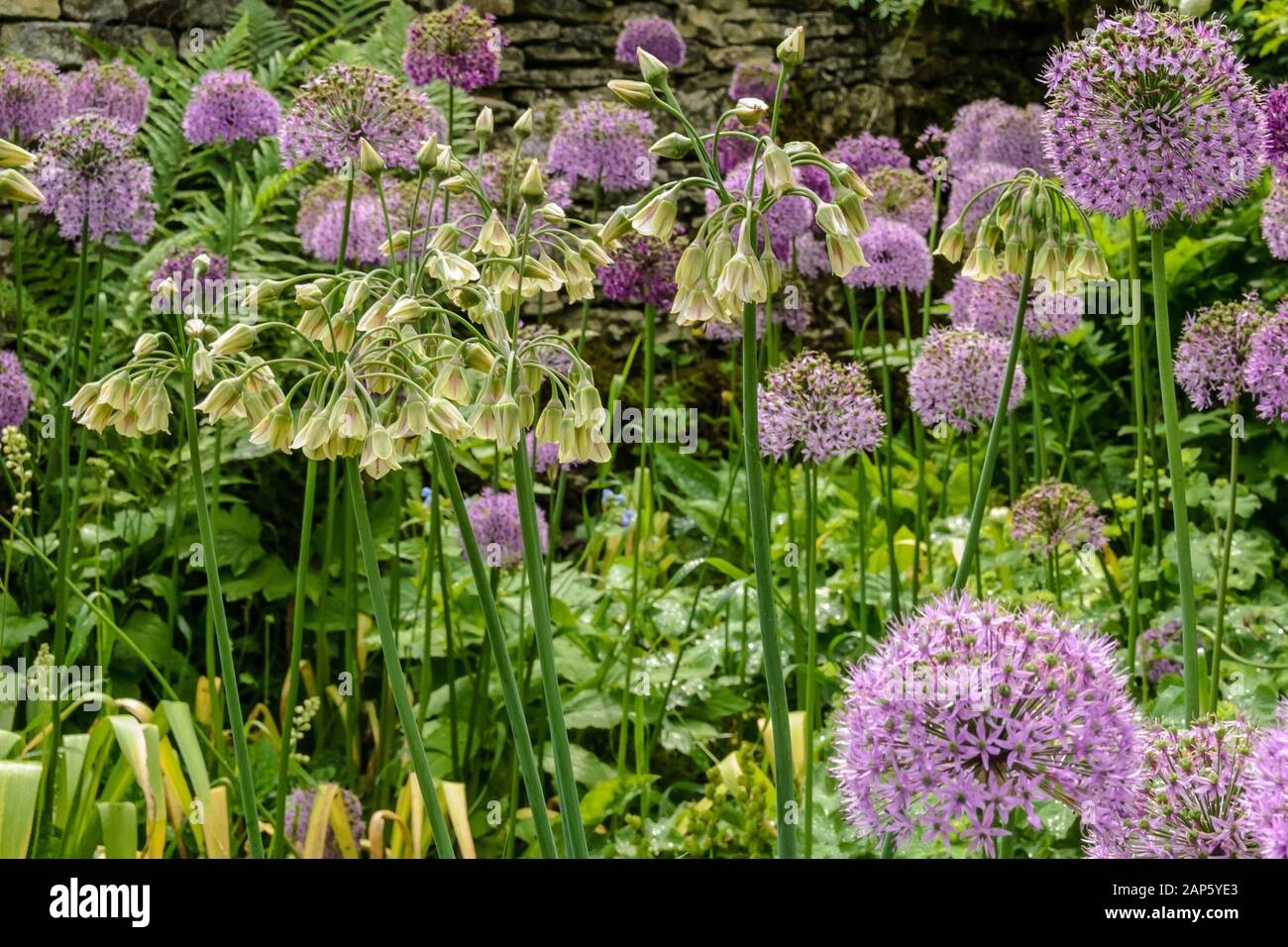 Dangling bell-shaped flowers of Nectaroscordum siculum combined with purple alliums make a spectacular late Spring display Stock Photo