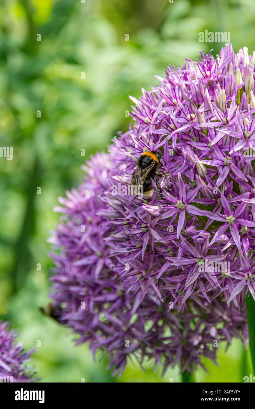 Close up of Allium cristophii flower head from side, with bumble bee feeding and green blurry background Stock Photo