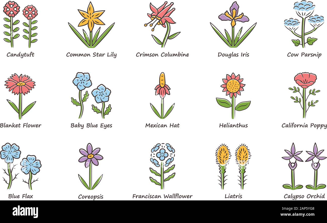 Wild flowers color icons set. Spring blossom. California wildflowers ...