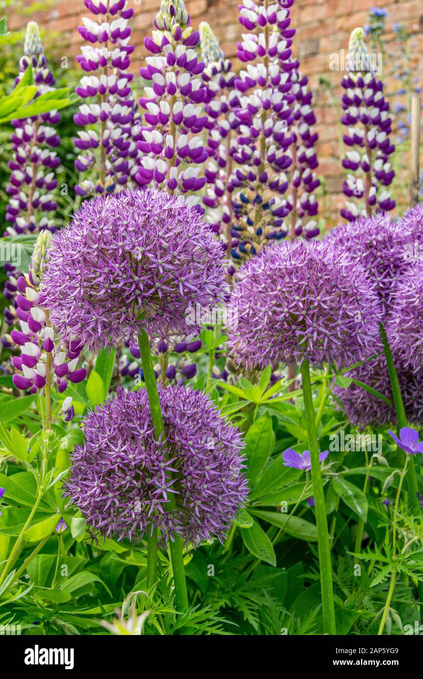 White alliums hires stock photography and images Alamy