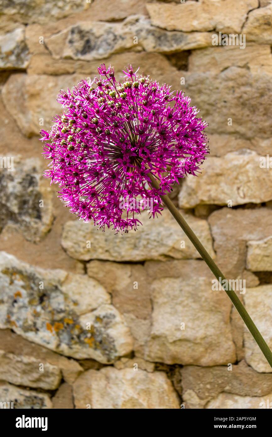 A single Allium hollandicum Purple Sensation in front of honey-coloured Cotswold stone wall Stock Photo