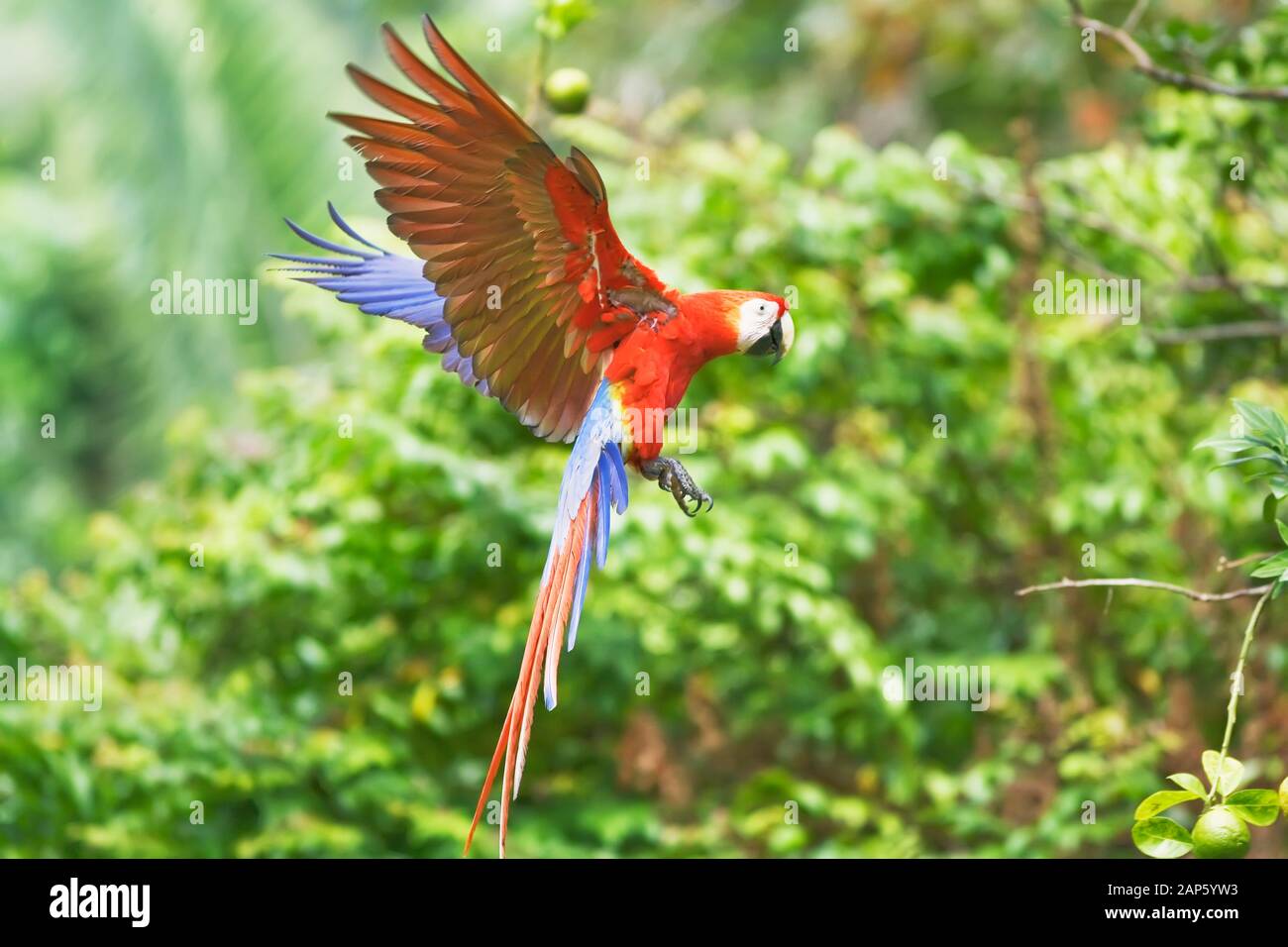 Scarlet Macaw (Ara macao) in flight, Corcovado National Park, Osa Peninsula, Costa Rica Stock Photo