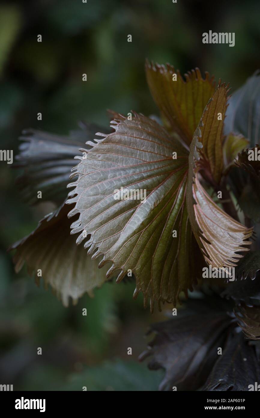 Acalypha wilkesiana 'Haleakala' shrub, close up. Stock Photo