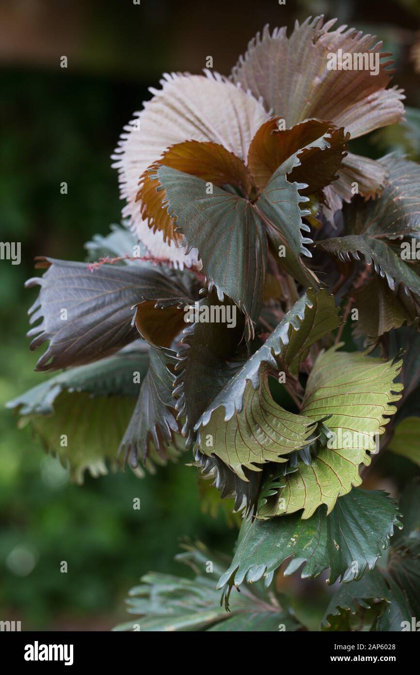 Acalypha wilkesiana 'Haleakala' shrub, close up. Stock Photo