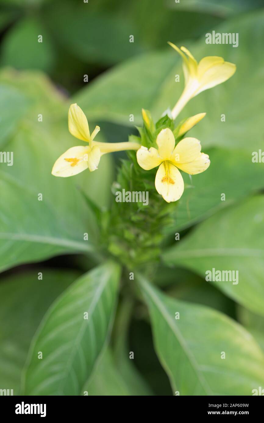 Barleria oenotheroides flowers. Stock Photo