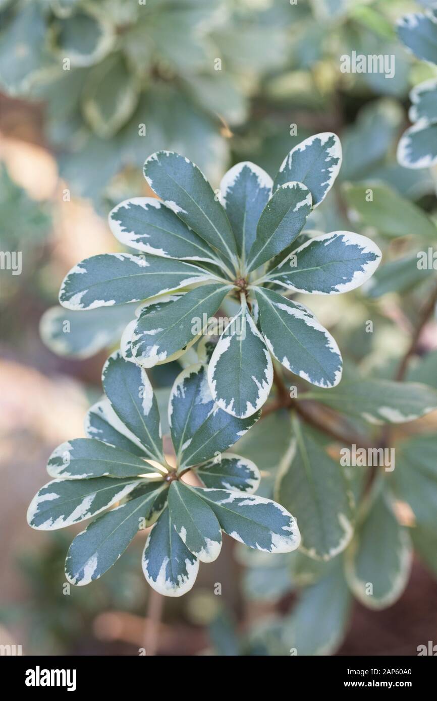 Variegated Pittosporum Stock Photos Variegated Pittosporum Stock