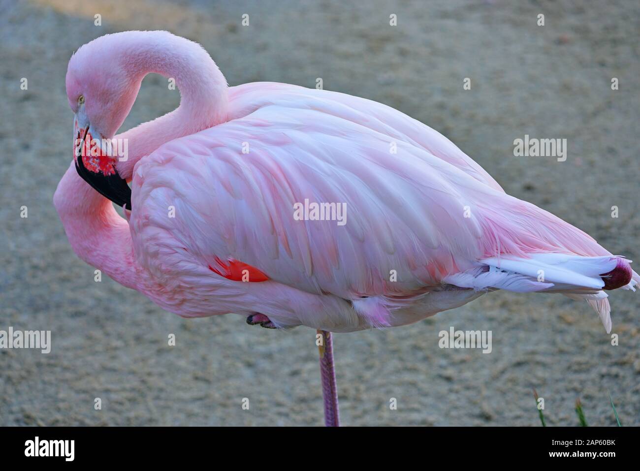 Head of a pink flamingo birds standing on one leg Stock Photo - Alamy