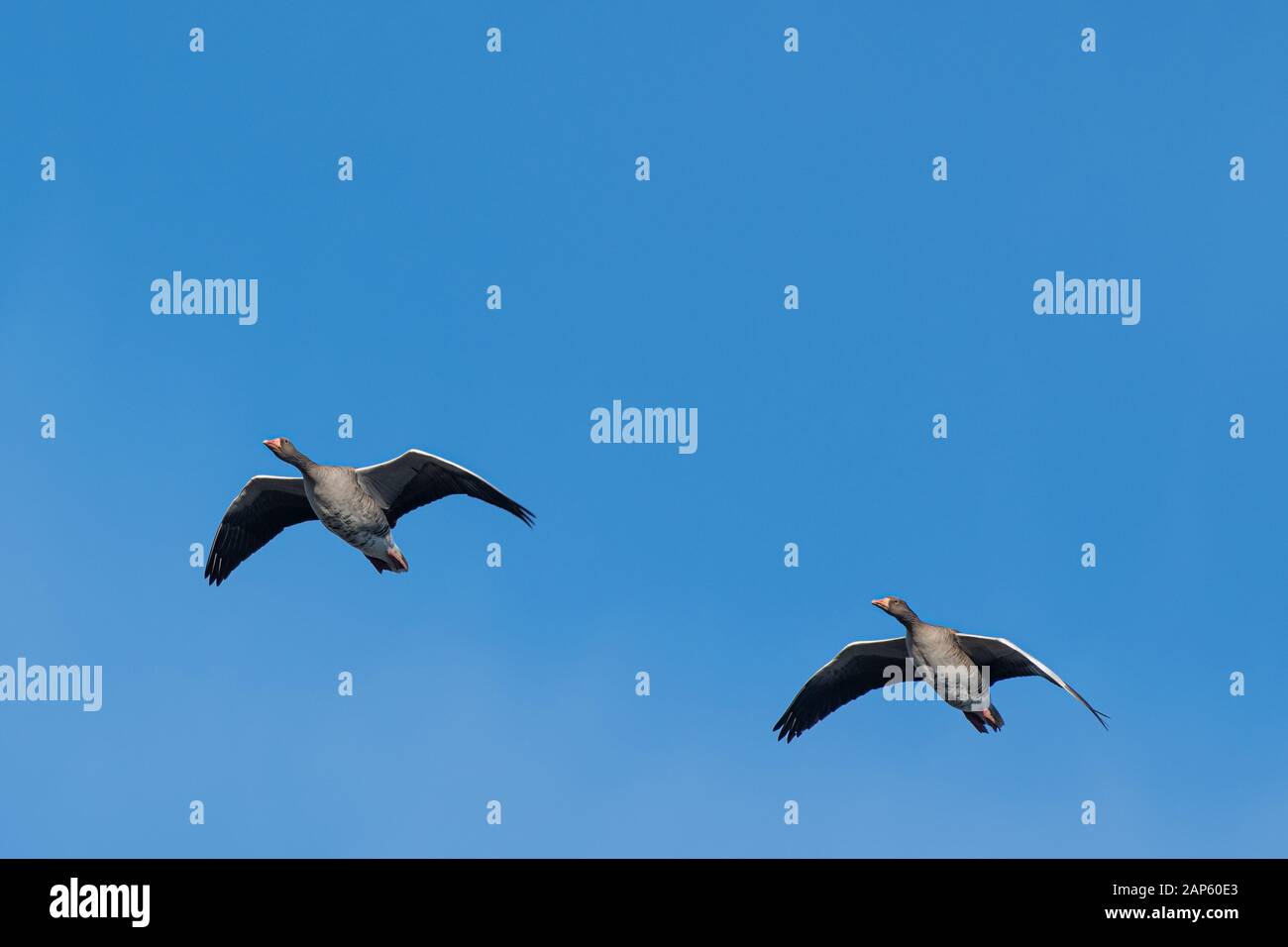 A flock of migrating greylag geese flying in formation against blue clear sky. Italy Stock Photo
