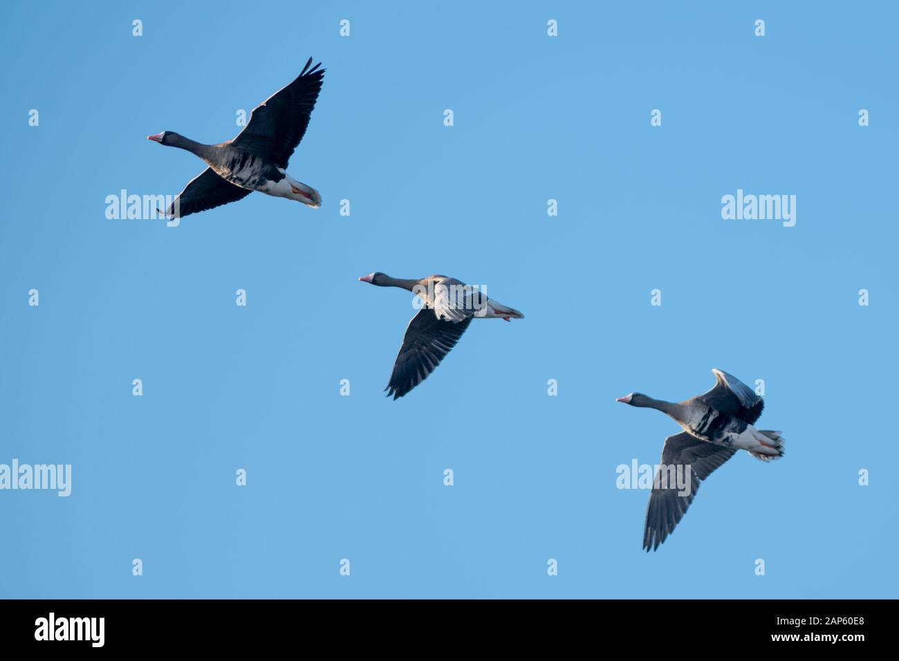 A flock of migrating greylag geese flying in formation. In silhouette against blue clear sky. Italy Stock Photo