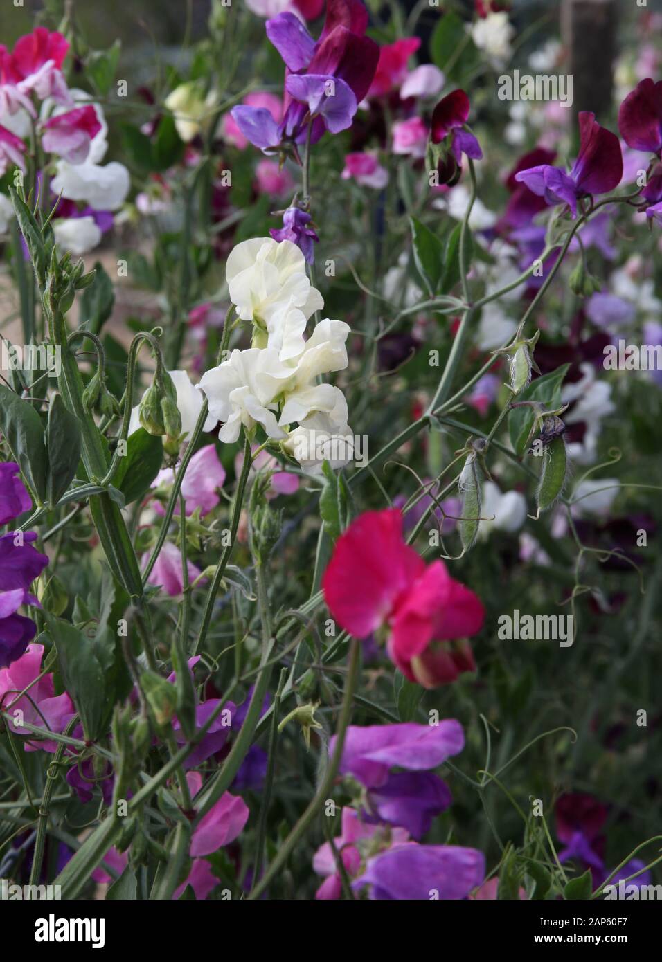 Sweet pea flowers Stock Photo Alamy