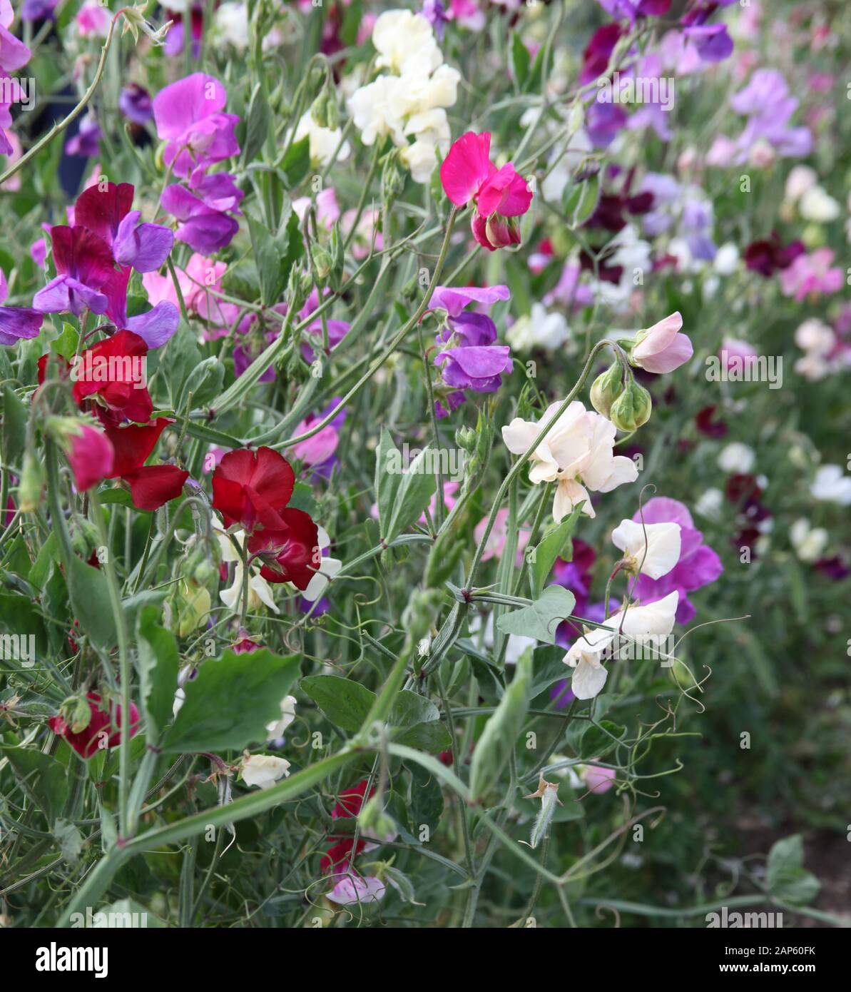 Sweet pea flowers Stock Photo Alamy