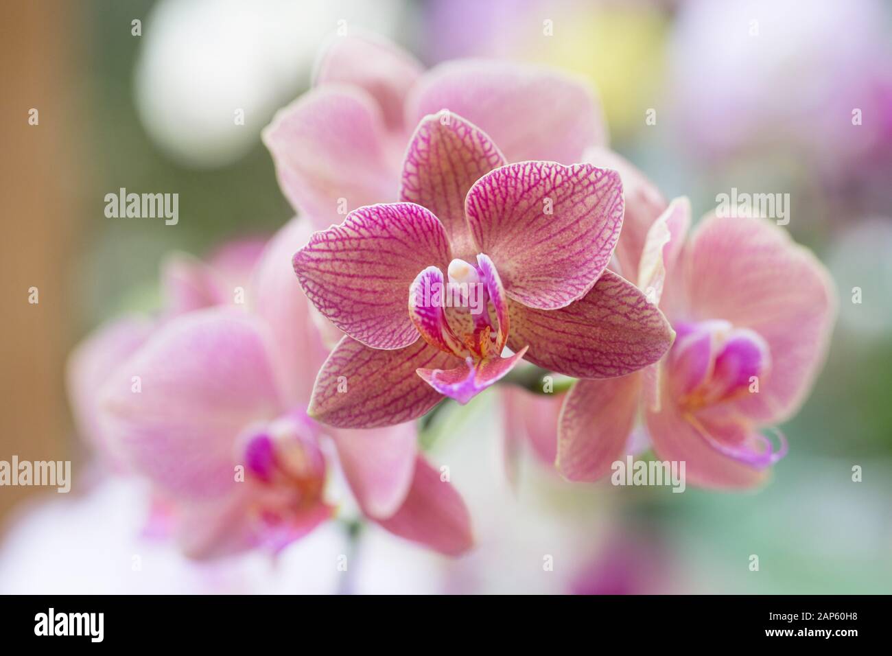 Phalaenopsis orchid. Stock Photo