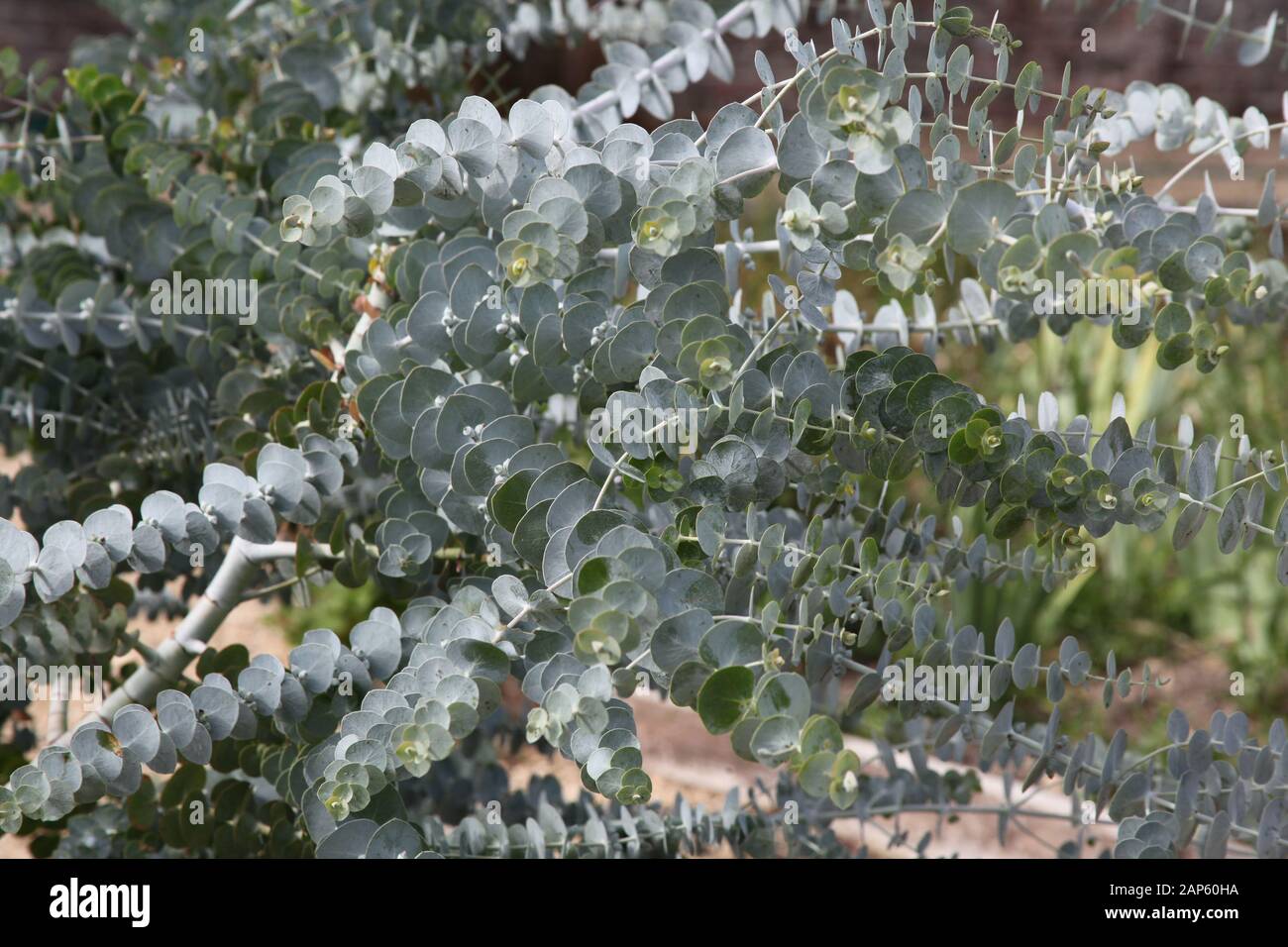 Eucalyptus leaves from a Baby Blue Stock Photo