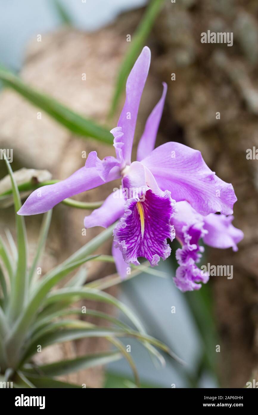 Cattleya maxima orchid. Stock Photo