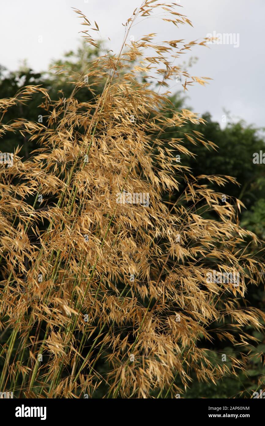 Long grass with seeds Stock Photo Alamy