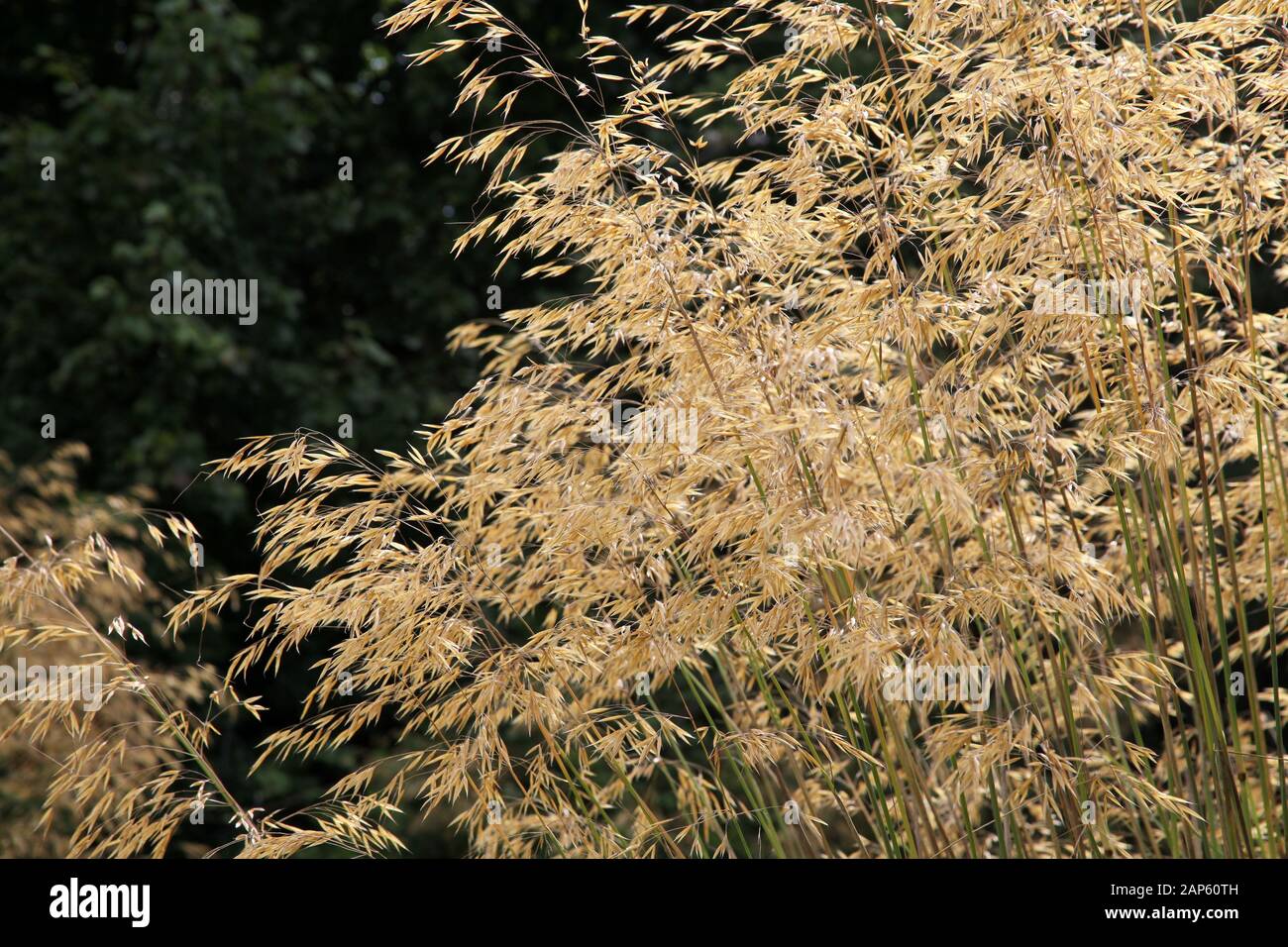 Long grass with seeds Stock Photo