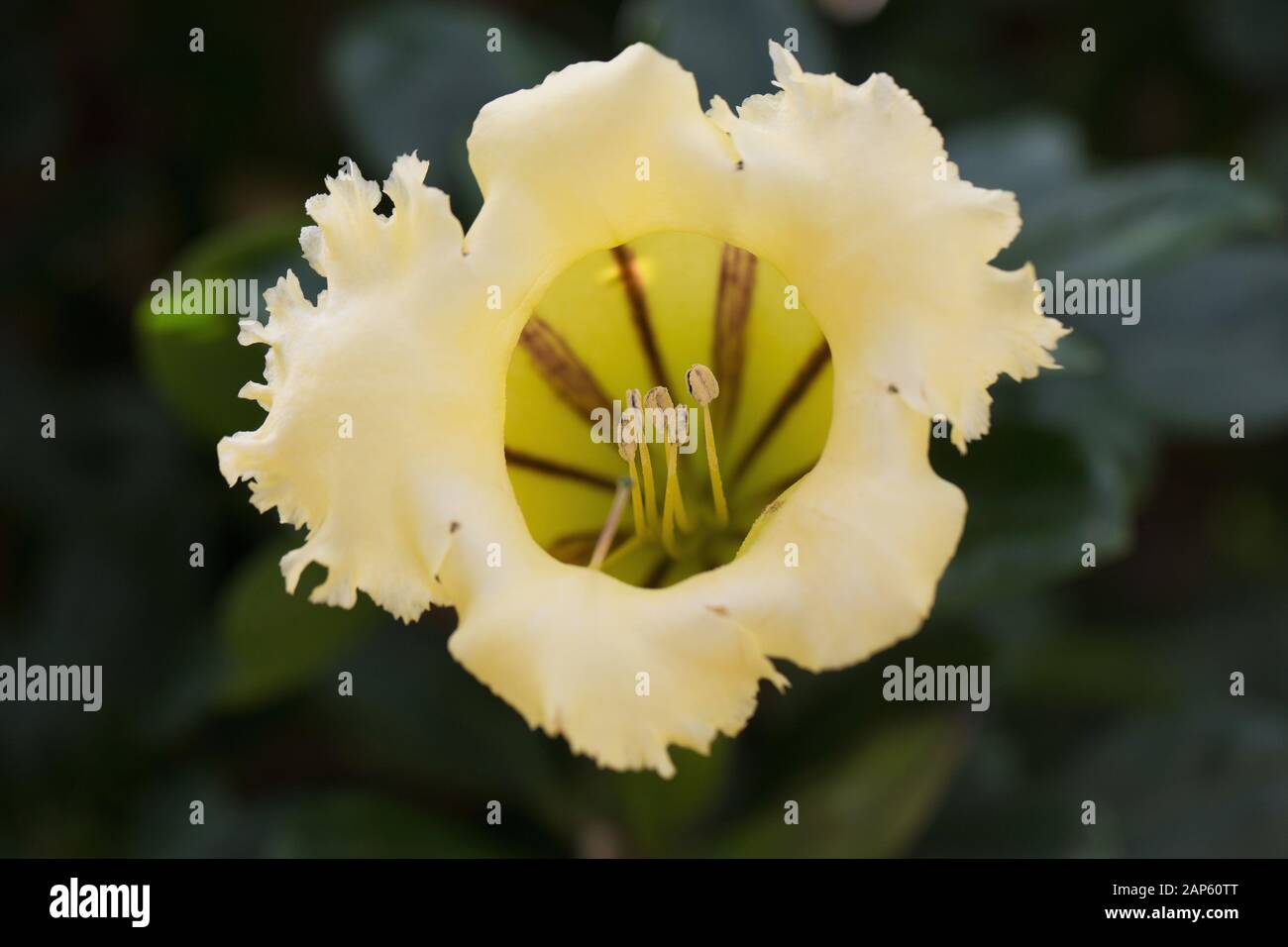 Solandra longiflora flower. Stock Photo