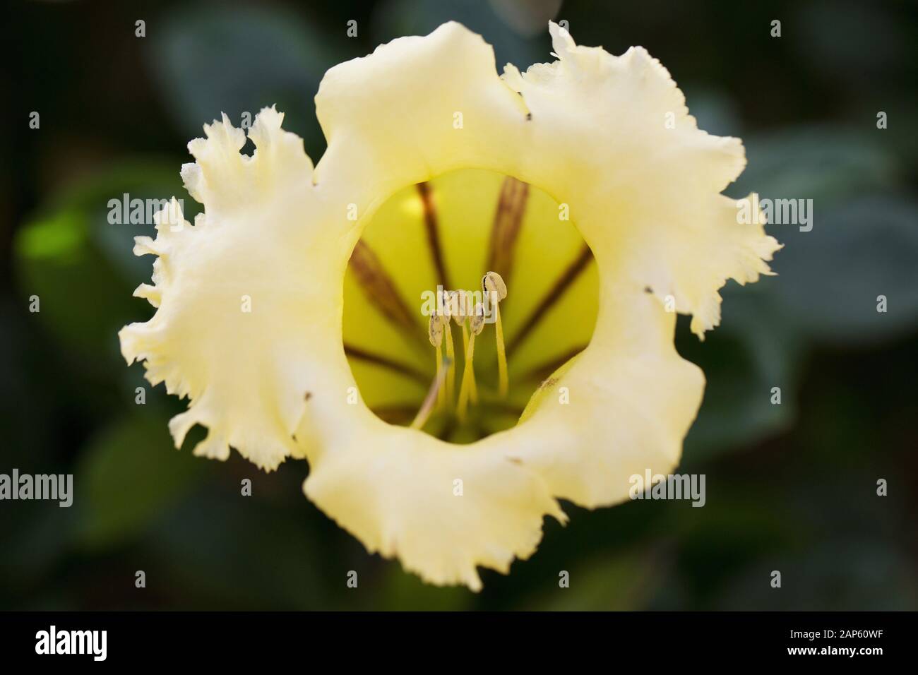 Solandra longiflora flower. Stock Photo