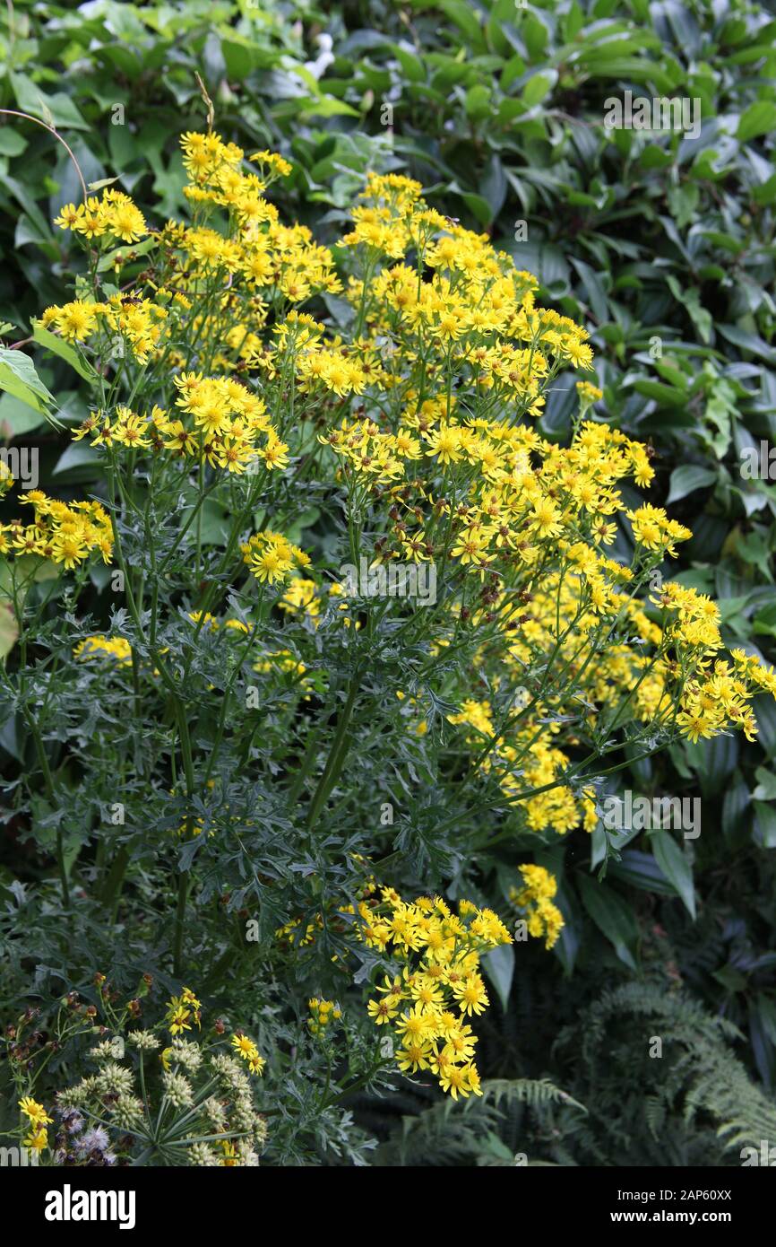 A vibrant yellow Ragwort plant Stock Photo