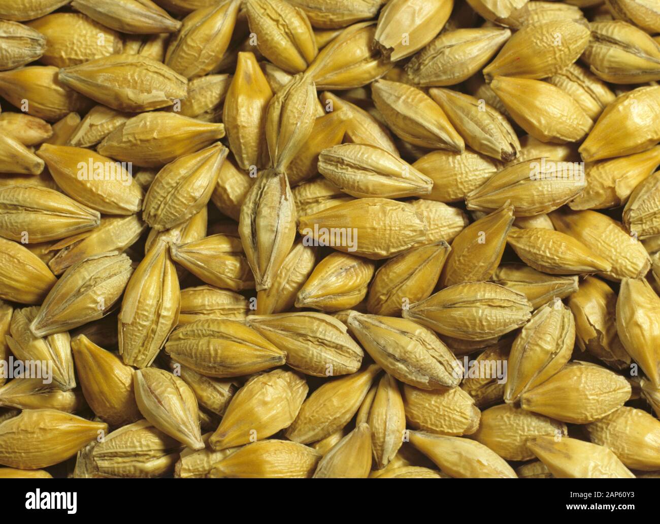 Barley grain or seed, Hordeum vulgare, seeds Stock Photo