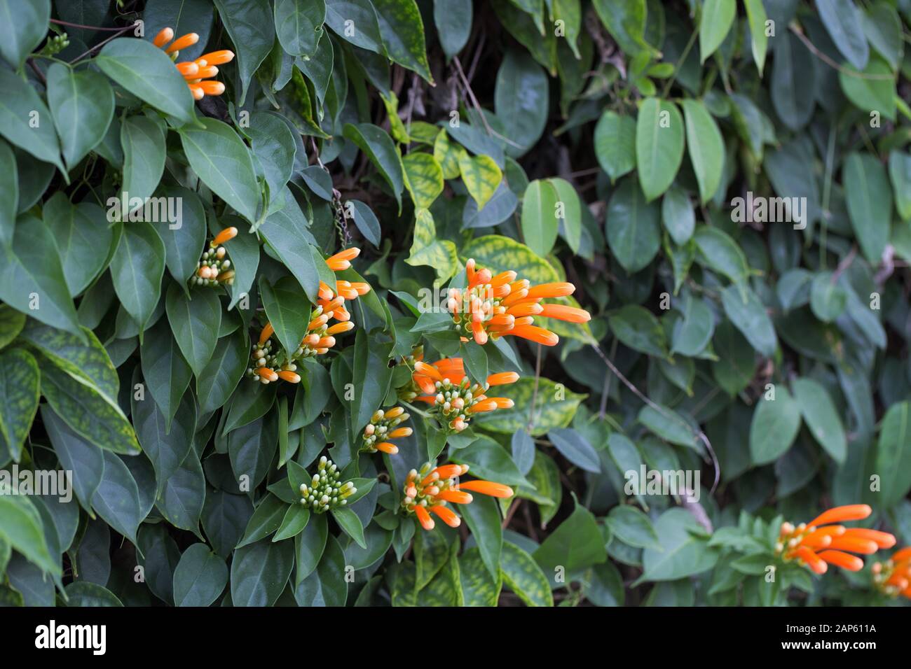 Pyrostegia venusta flowers. Stock Photo