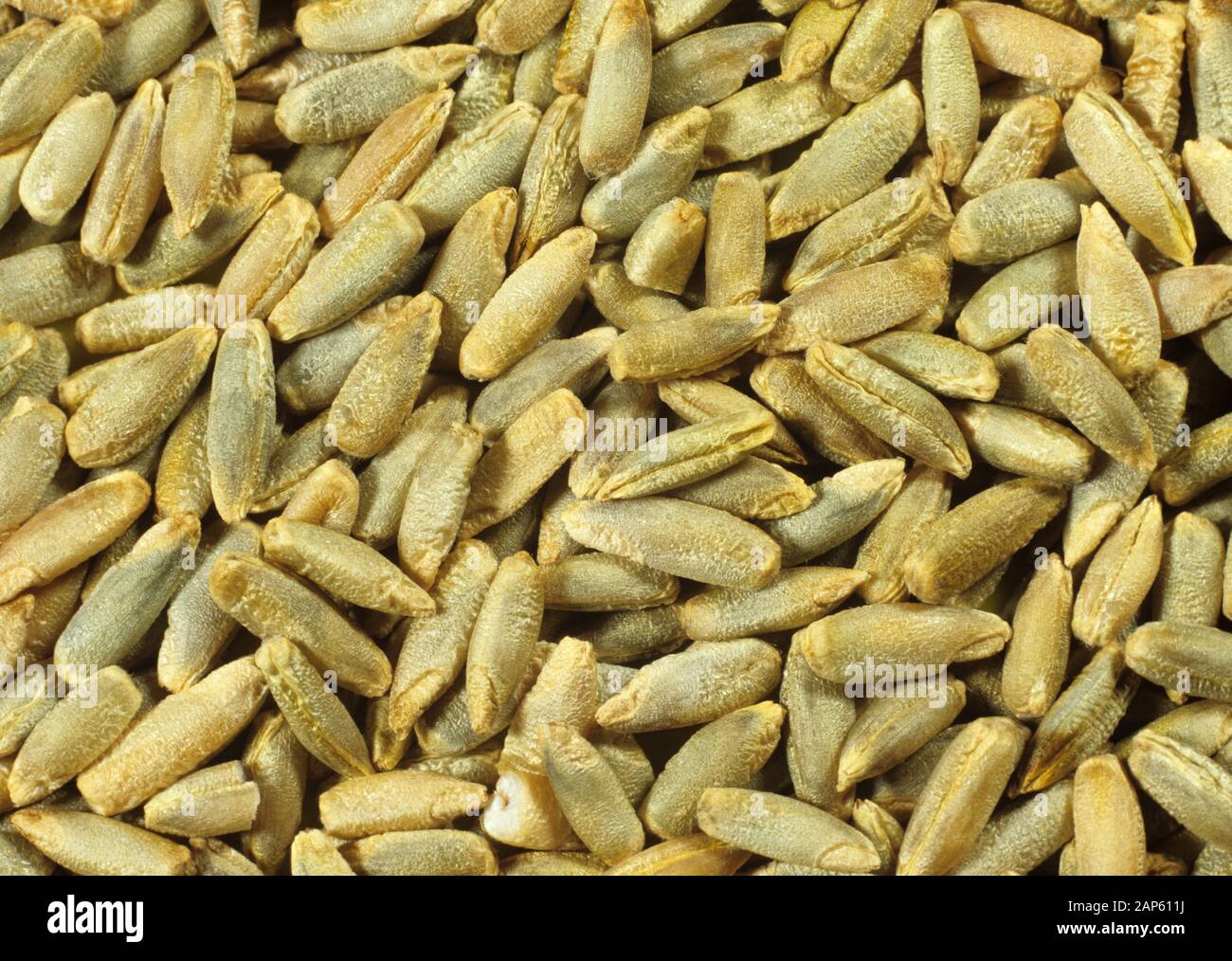Rye (Secale cereale) grain or seed, variety Animo Stock Photo