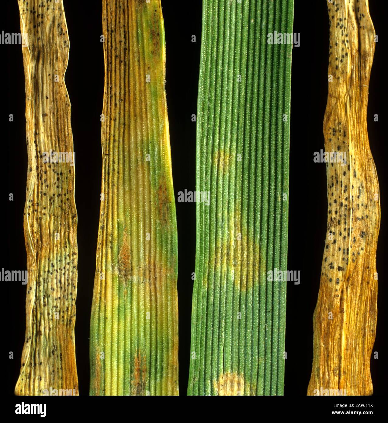 Septoria leaf blotch (Zymoseptoria tritici) lesions of fungal disease with pycnidia on wheat leaves Stock Photo