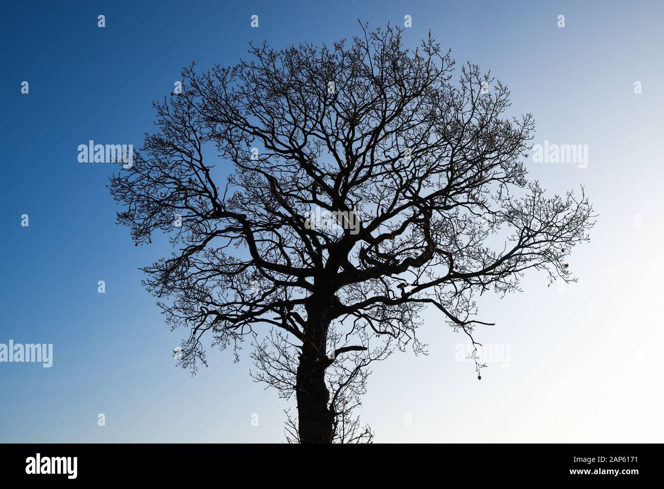 Oak Tree in Winter Against a Blue Sky. Stock Photo