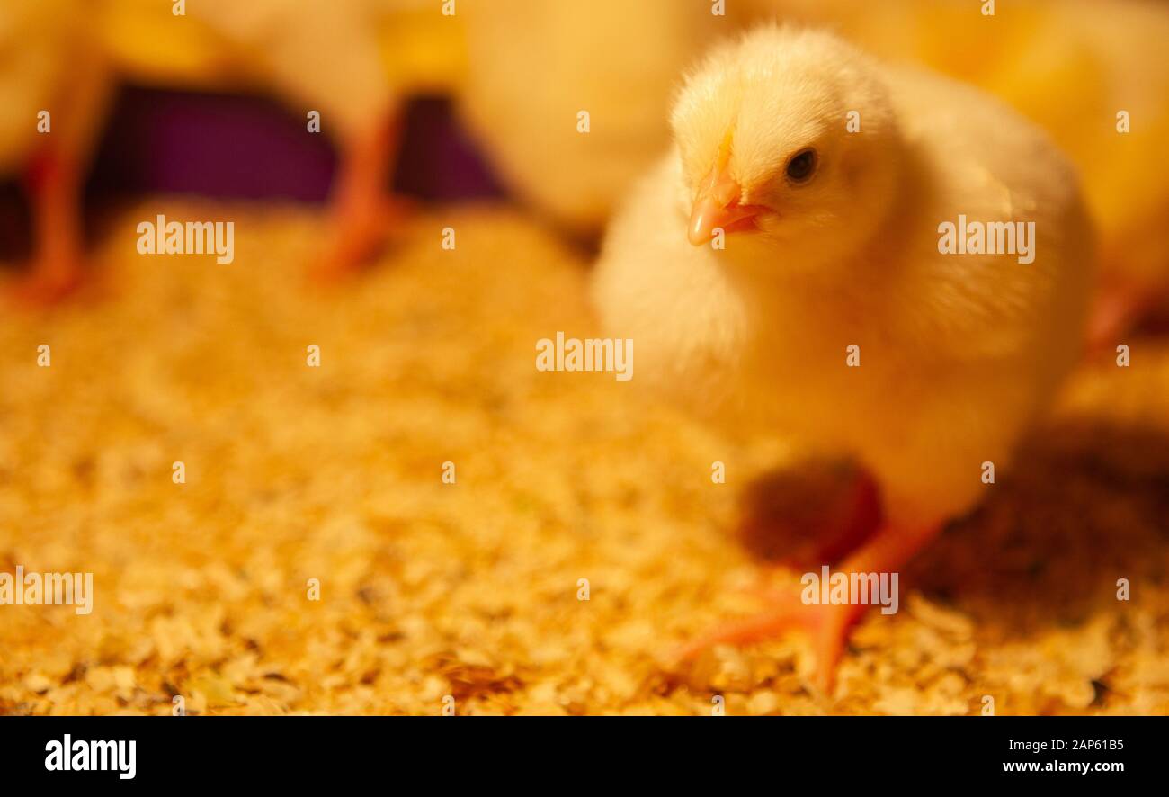 Indoor chicken farm, chicken feeding, broiler chicken feeding Stock