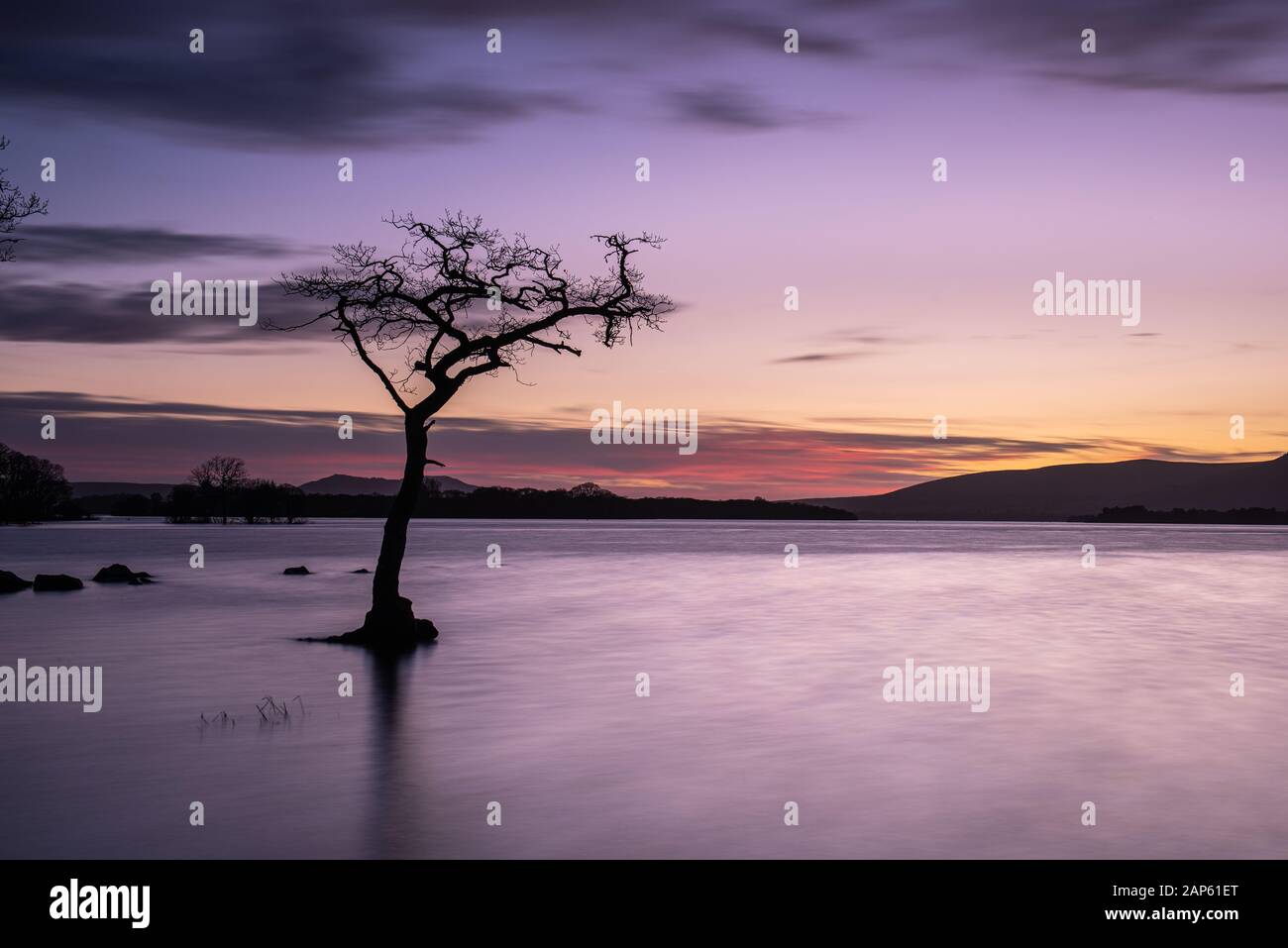 A sunset at the Picturesque Lone Tree at Milarrochy Bay on Loch Lomond, near the village of Balmaha, Scotland. Stock Photo