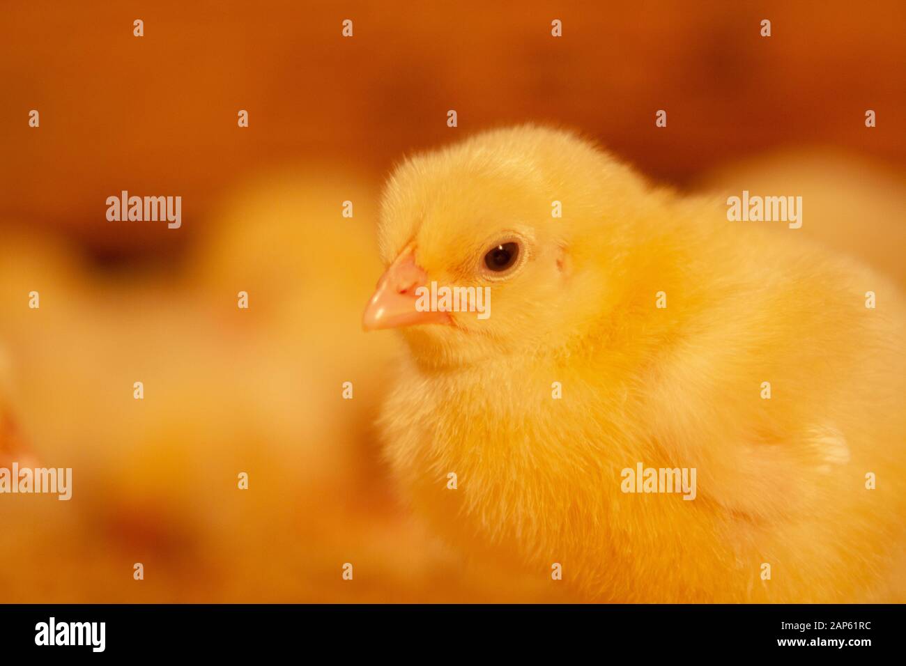 Indoor chicken farm, chicken feeding, broiler chicken feeding Stock