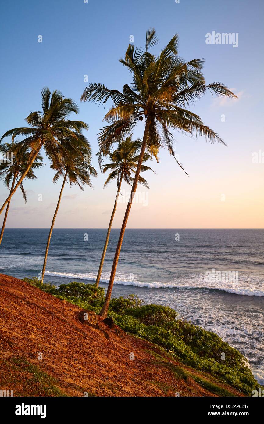 Tropical beach with coconut palm trees at sunset, Sri Lanka Stock Photo ...