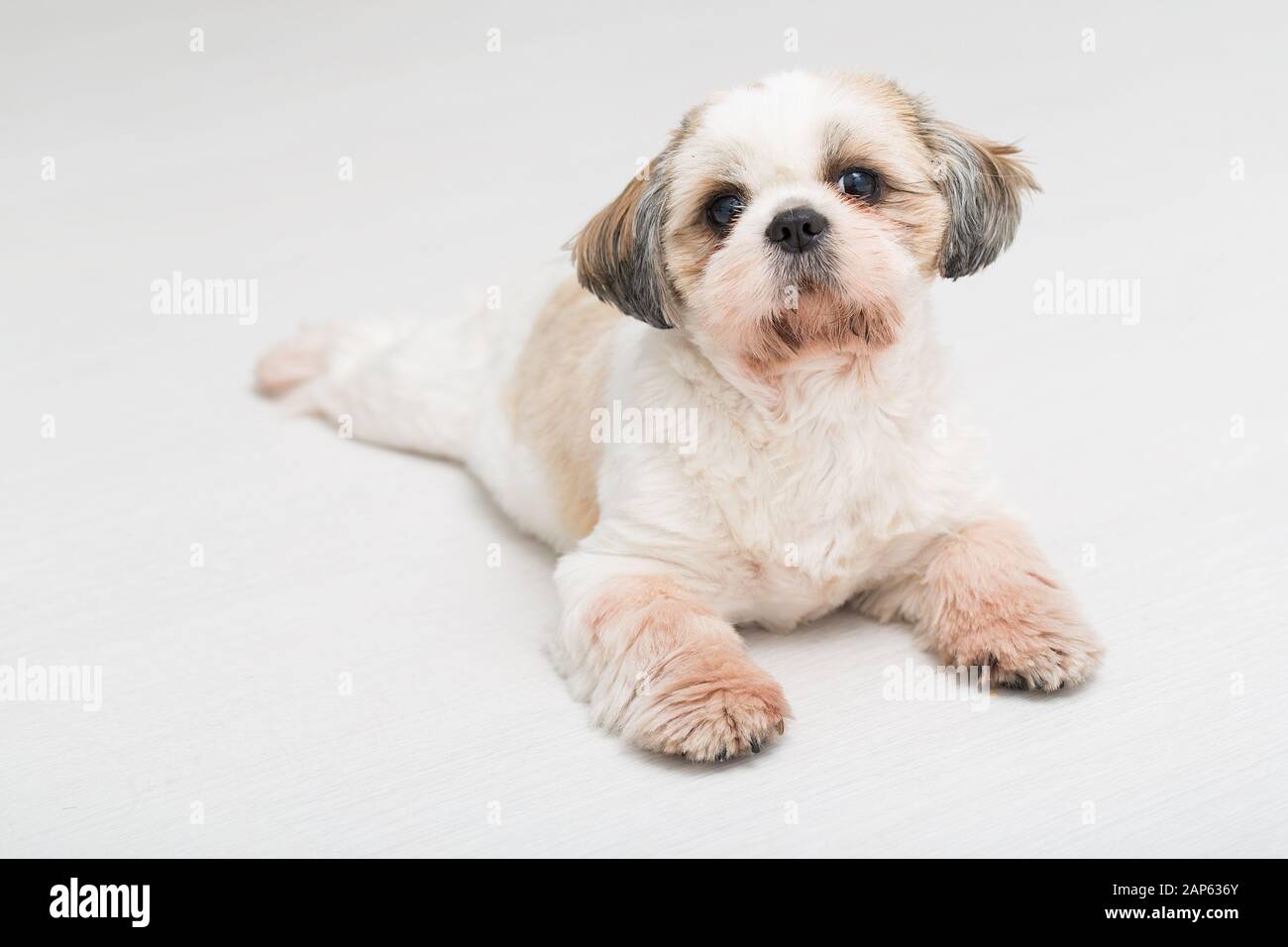 Shih tzu puppy posing on white background. Studio portrait of the dog. Stock Photo