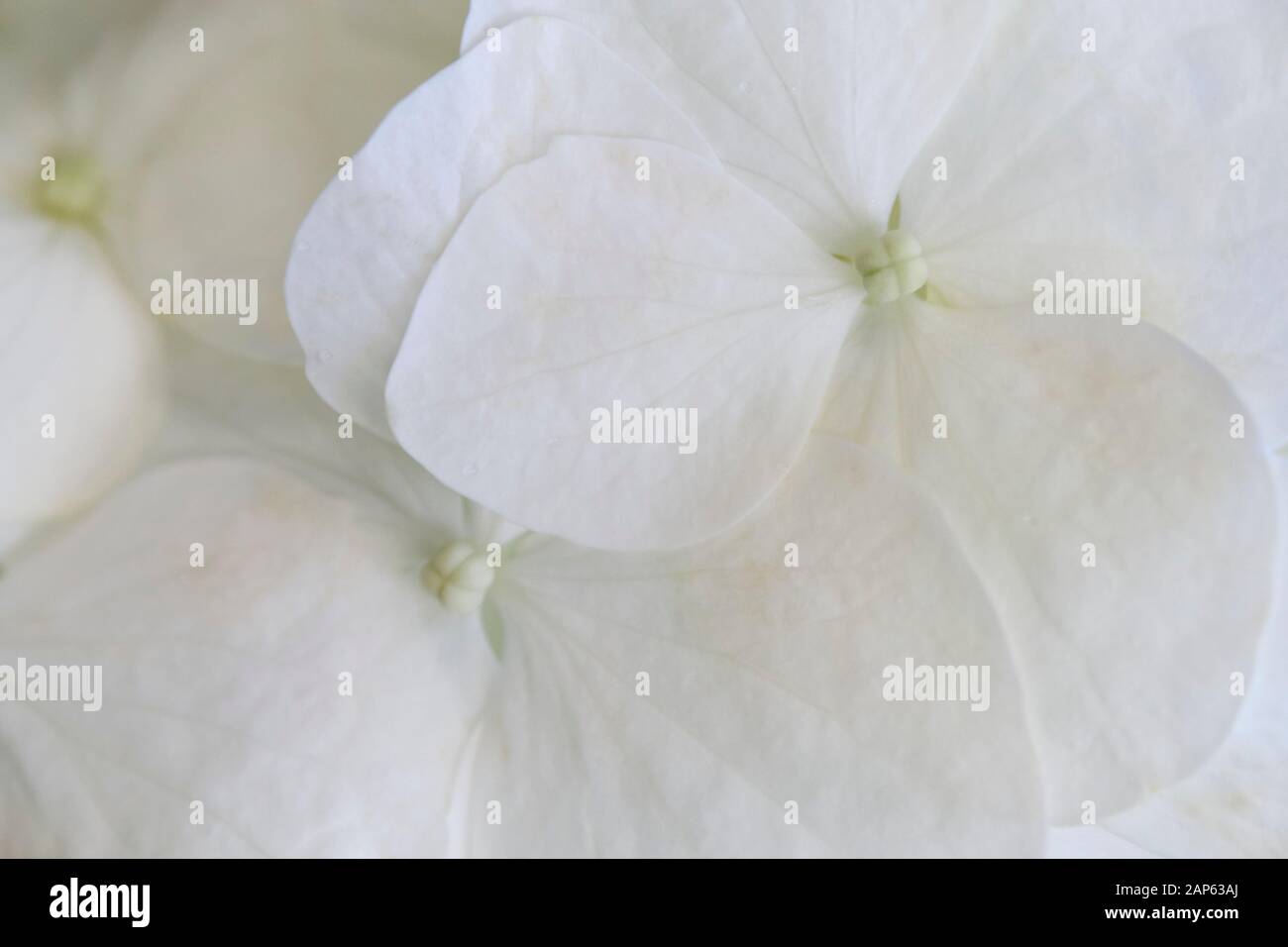 beautiful and pure white hydrangeas Stock Photo