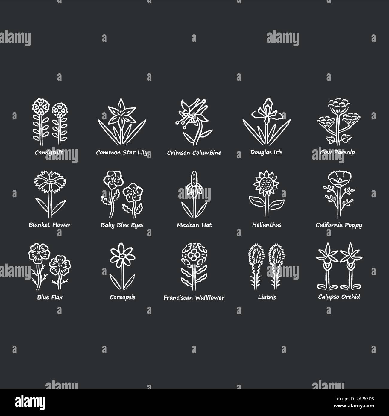 Wild flowers chalk icons set. Spring blossom. California wildflowers