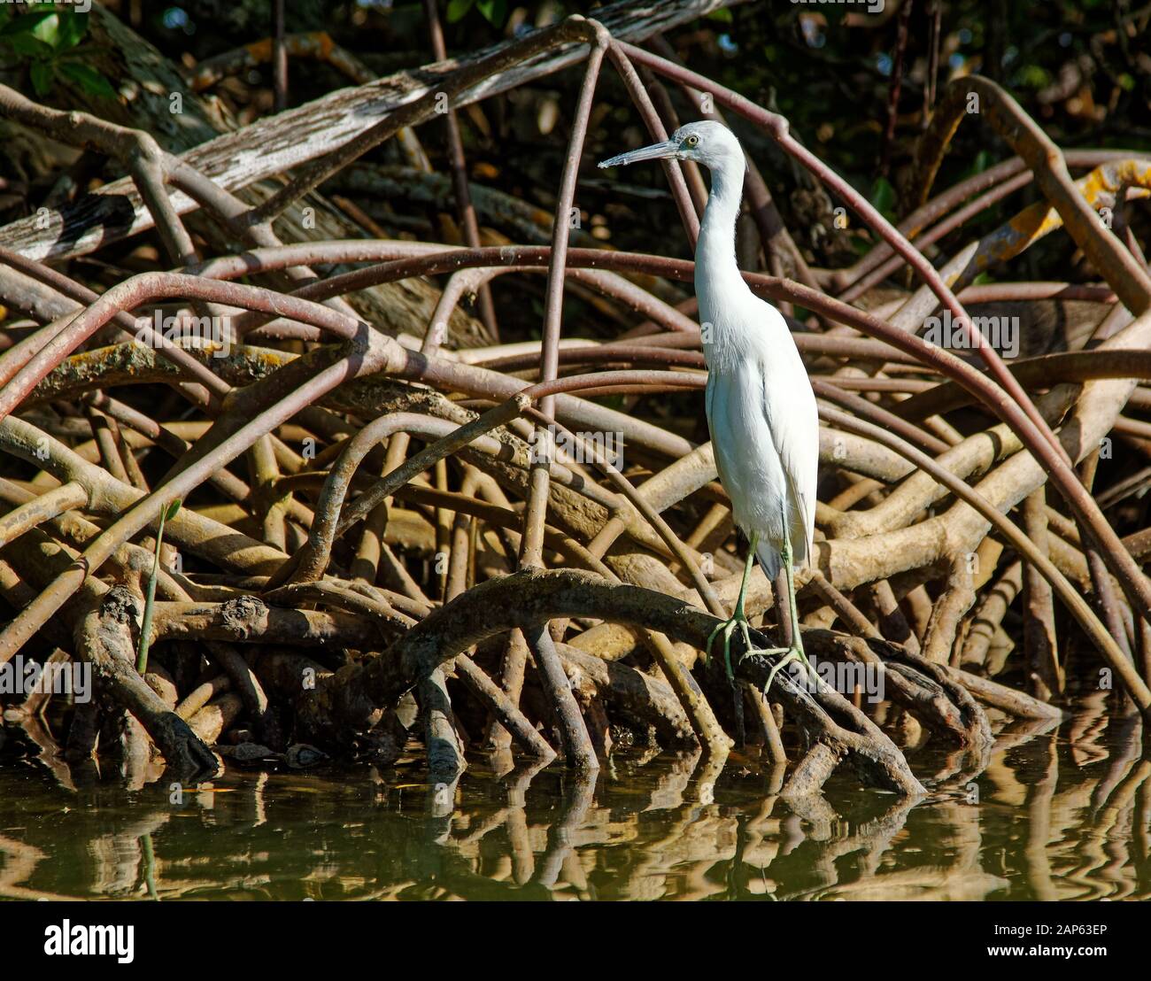 Reddish egret white morph; bird; mangrove roots; nature; wildlife; animal, Egretta rufescens; Lovers Key State Park; Estero; FL; Florida; winter, hori Stock Photo