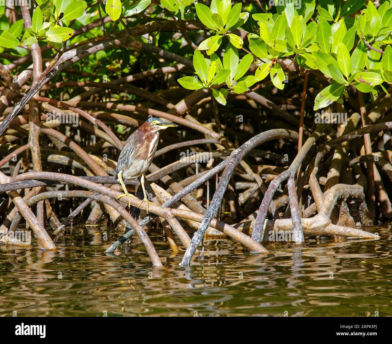 Green heron; bird; on mangrove roots, by water; nature; wildlife; animal,  winter, Butorides virescens; Lovers Key State Park; Estero; FL; Florida;  win Stock Photo - Alamy