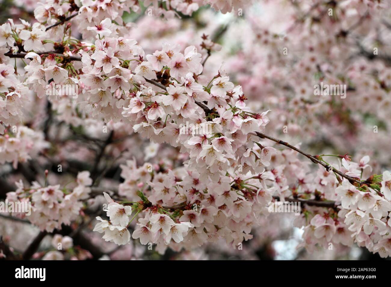 Cherry blossoms in Kyoto Japan Stock Photo