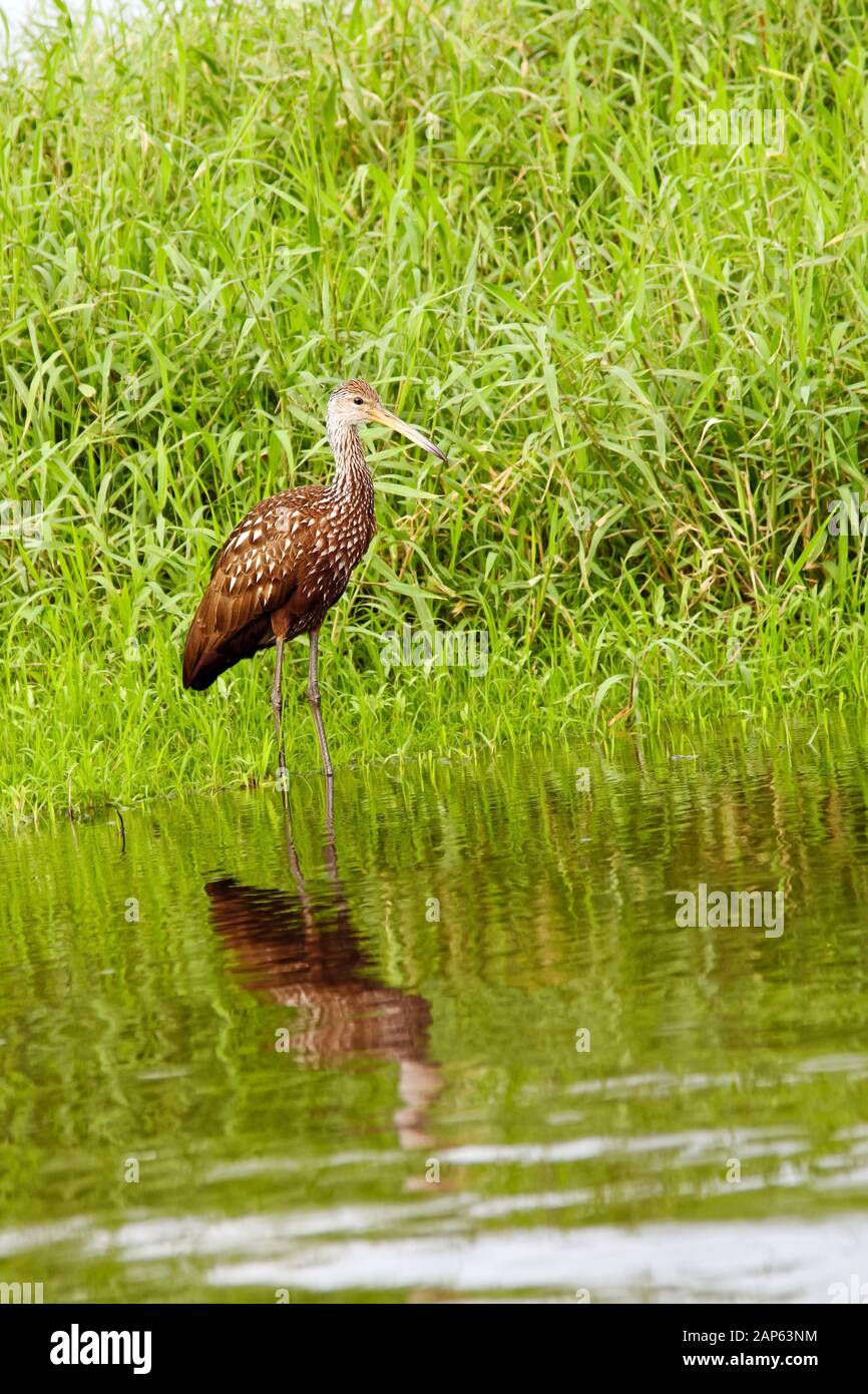 Limpkin standing, animal; brown bird; reflected in water, Aramus guarauna;  close-up, portrait, wildlife; nature, Myakka River State Park; Sarasota; FL  Stock Photo - Alamy