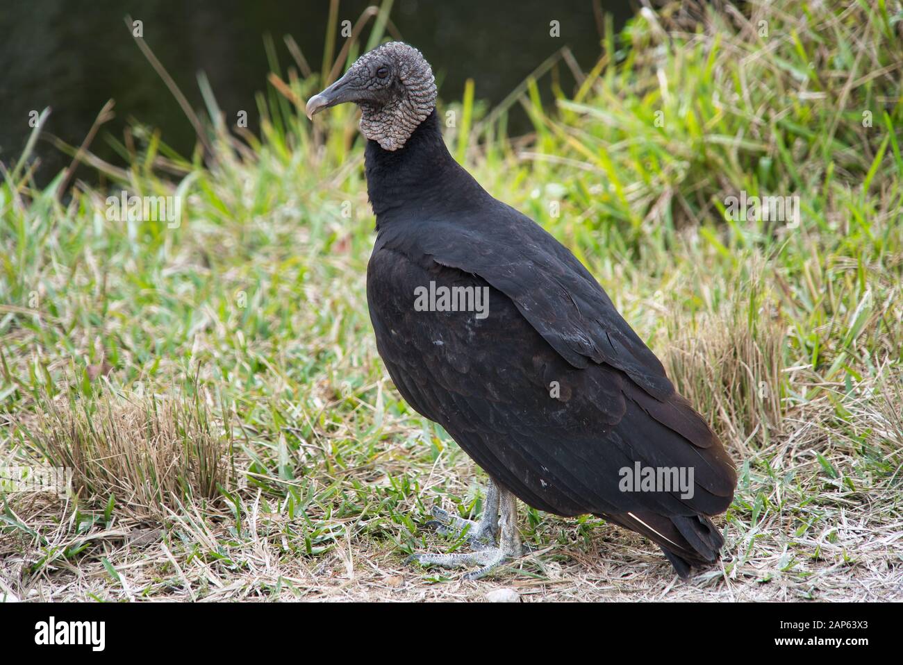 American Black Vulture sits on a wood close up Stock Photo