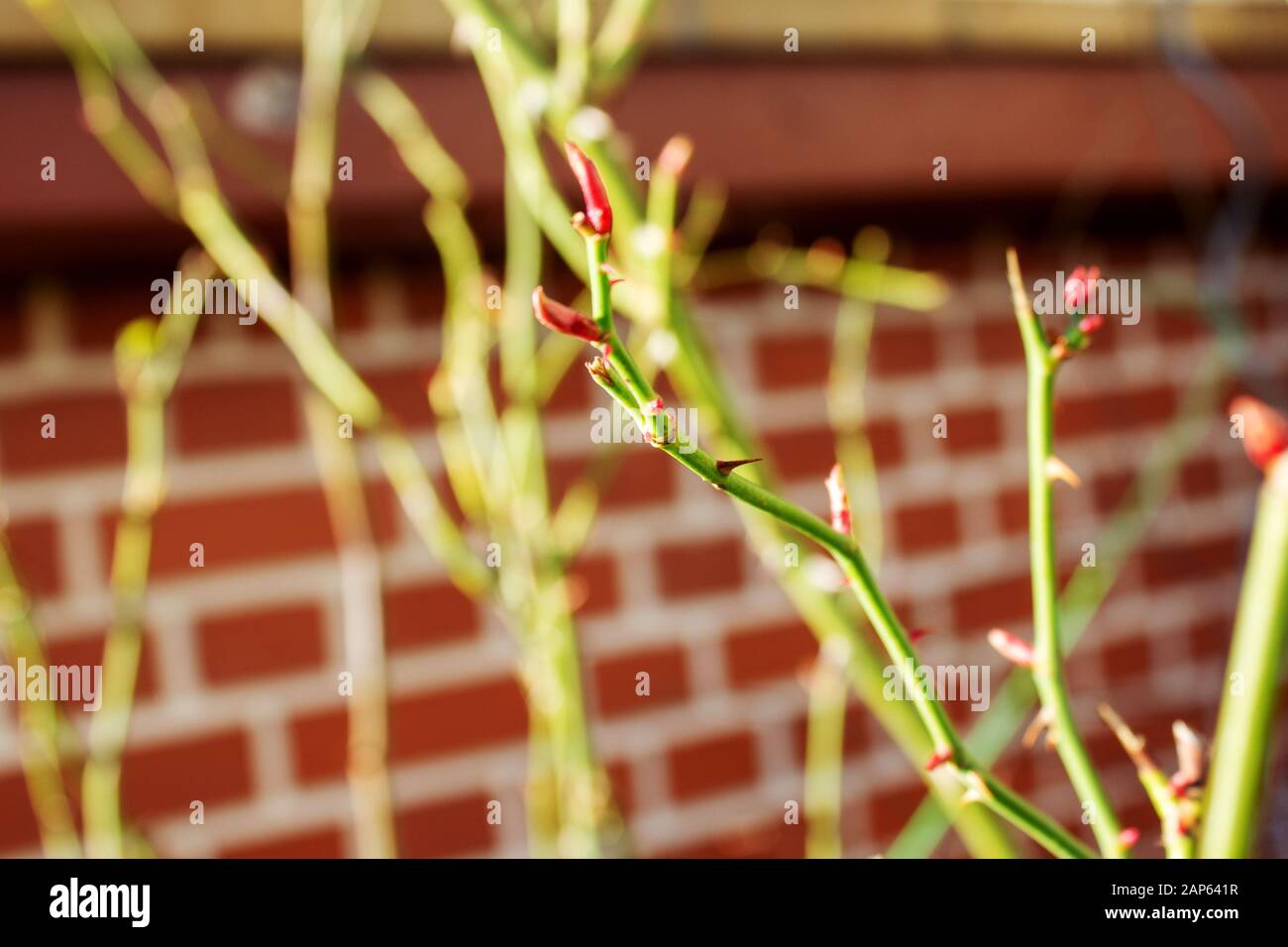 Rose rambler tree hi-res stock photography and images - Alamy