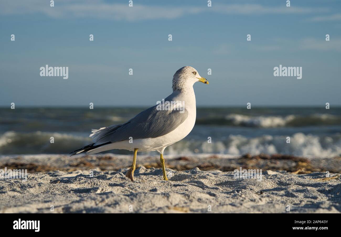 A seagull in full length with focus on foreground at Sanibel Island Beach Stock Photo